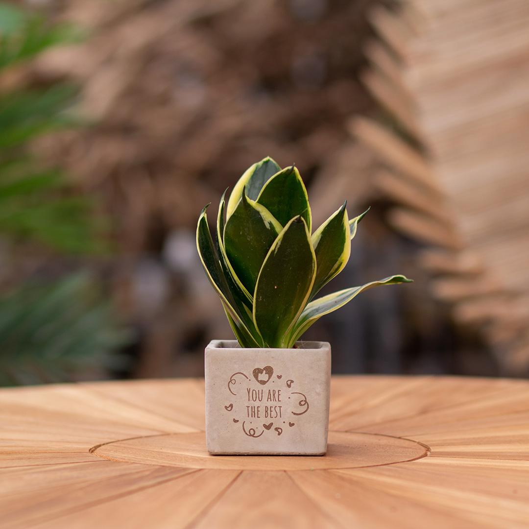 Congreet plantpots + Sansevieria | You are the best