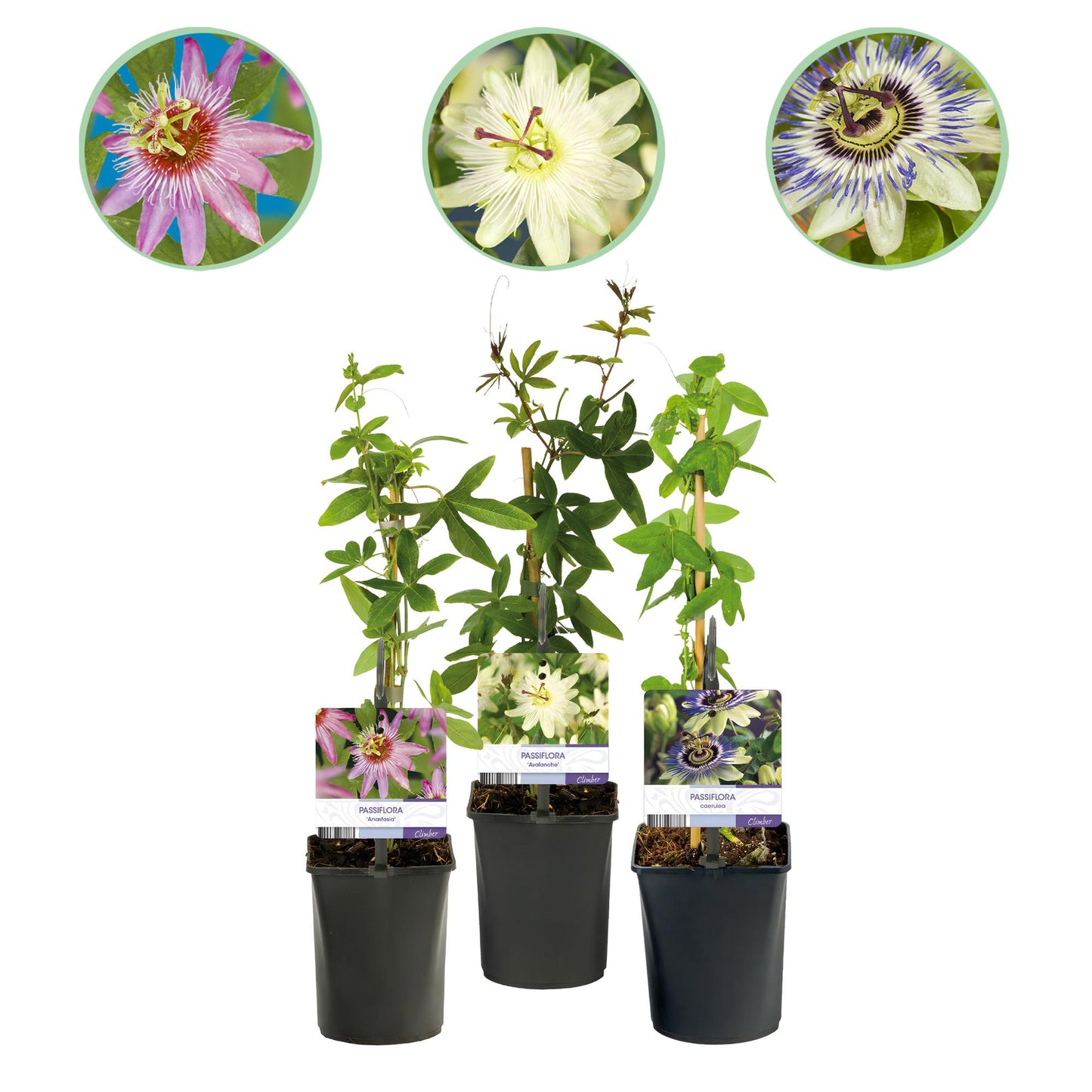 Green boutiQ - Passiebloem - Passiflora Tricolour - Bloem Roze Wit Paars - Weinig onderhoud - 3 planten - Pot 11cm Hoogte 40cm
