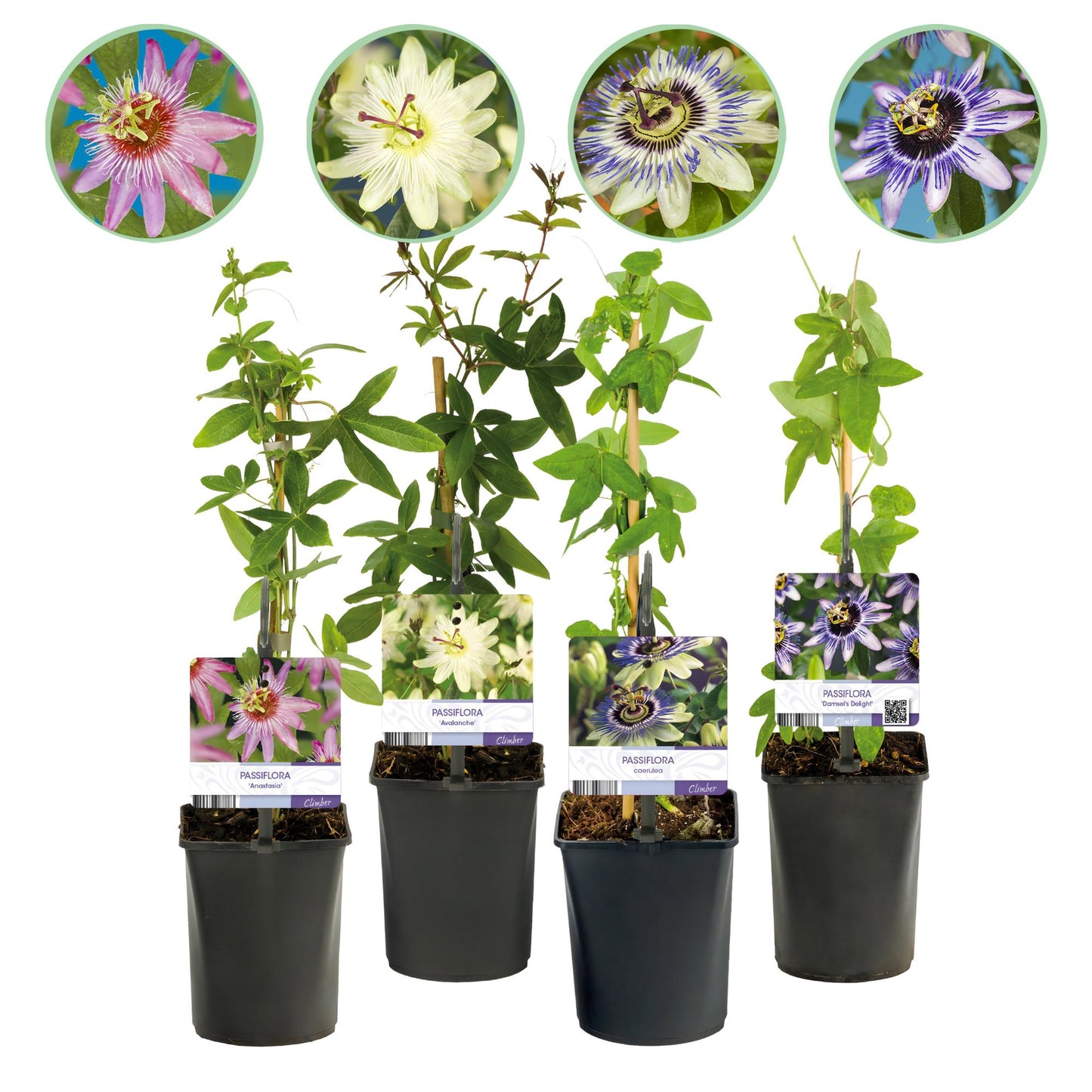 Green boutiQ - Passiebloem - Passiflora Rainbow - Bloem Roze Wit Paars Groen - Weinig onderhoud - 4 planten - Pot 11cm Hoogte 40cm