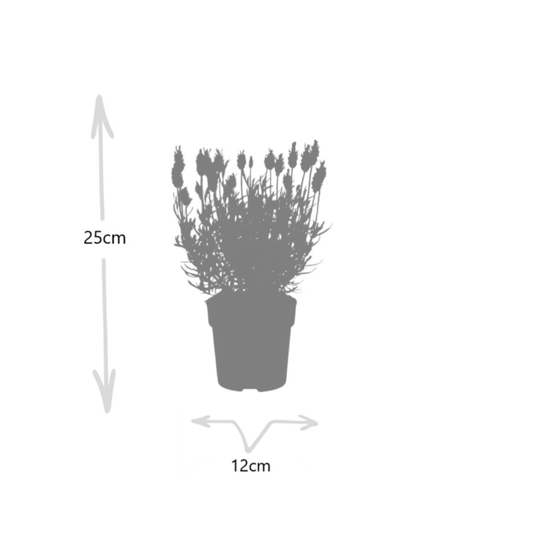 6x Lavandula angustifolia Felice® - 12 cm pot - Set van 6 Lavendel planten