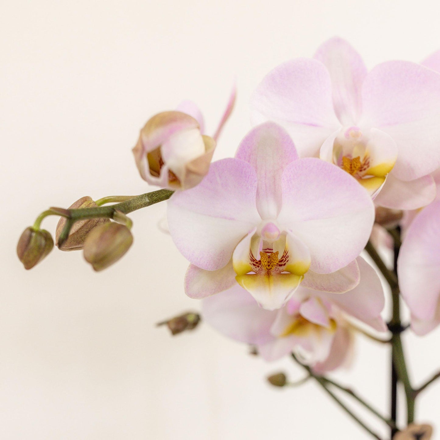 Kolibri Orchids | roze plantenset in Cotton Basket incl. waterreservoir | drie roze orchideeën en drie groene planten | Field Bouquet roze met zelfvoorzienend waterreservoir