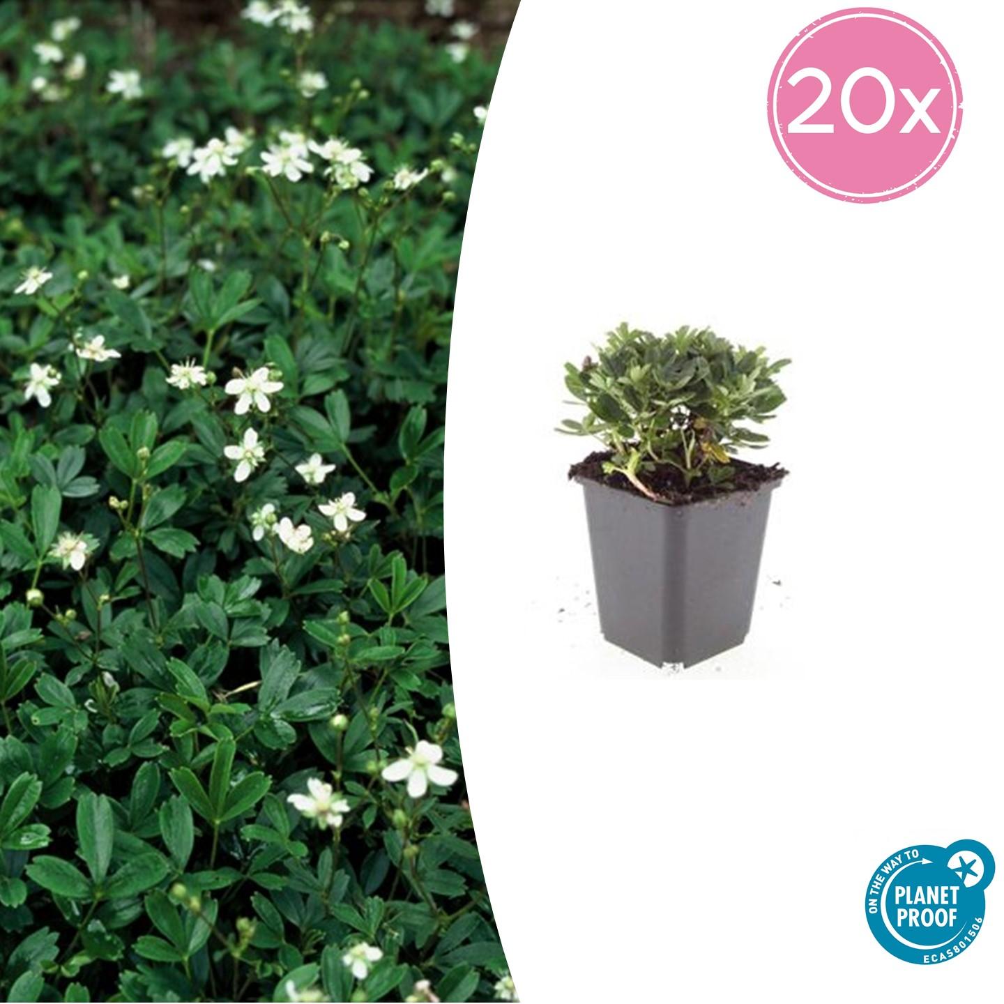 20x Potentilla tridentata 'Nuuk' - ↕10-25cm - Ø9cm