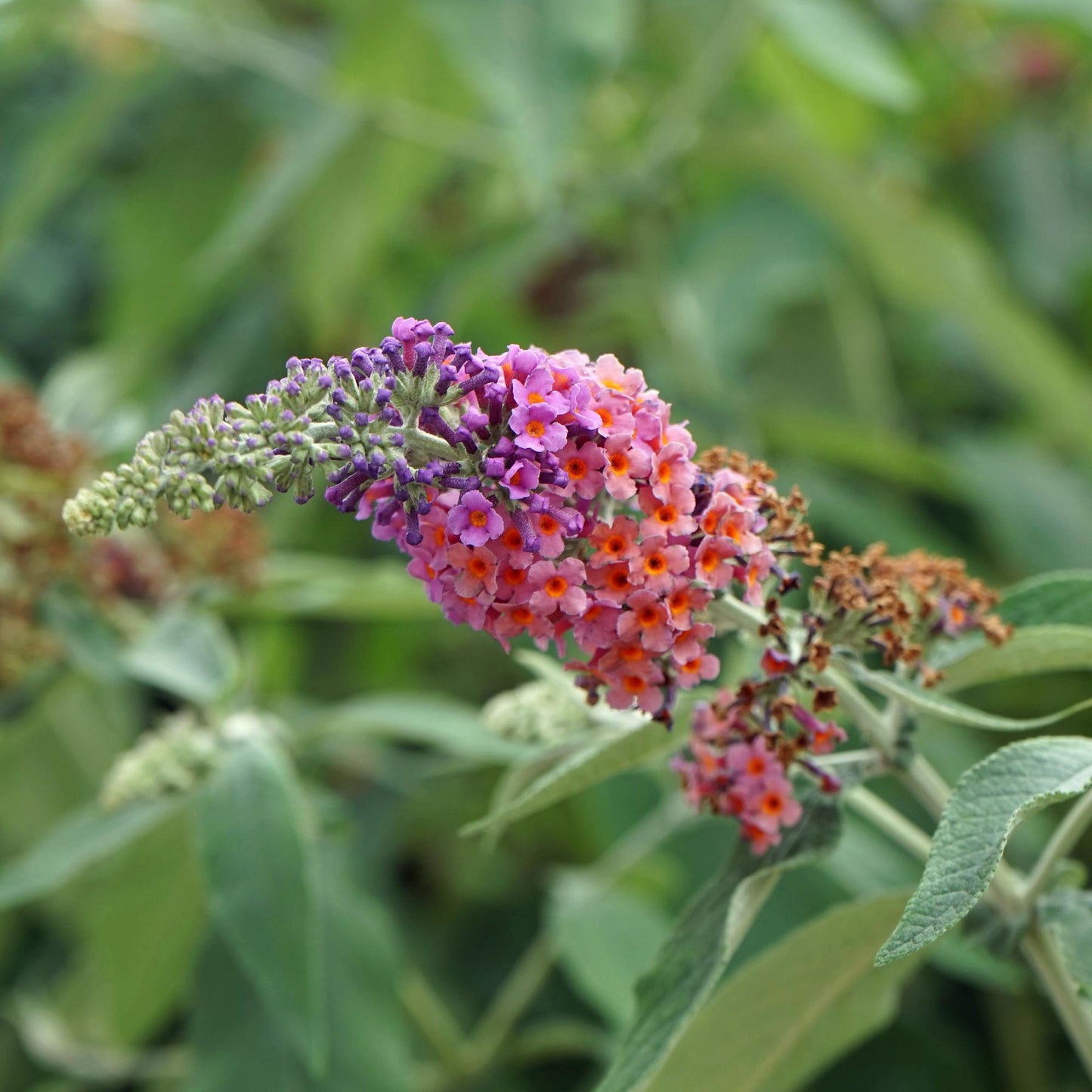 Green boutiQ - Vlinderstruik - Buddleja davidii Flower Power - Bloem Oranje Paars - 3 Planten - 1m2 - Bladverliezend - Vlinderlokkend - Pot 17cm Hoogte 30cm
