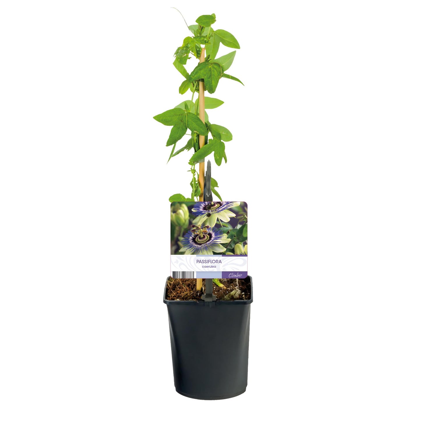 Green boutiQ - Passiebloem - Passiflora caerulea - Bloem Blauw met Groen Wit - Weinig onderhoud - 2 planten - Pot 11cm Hoogte 40cm
