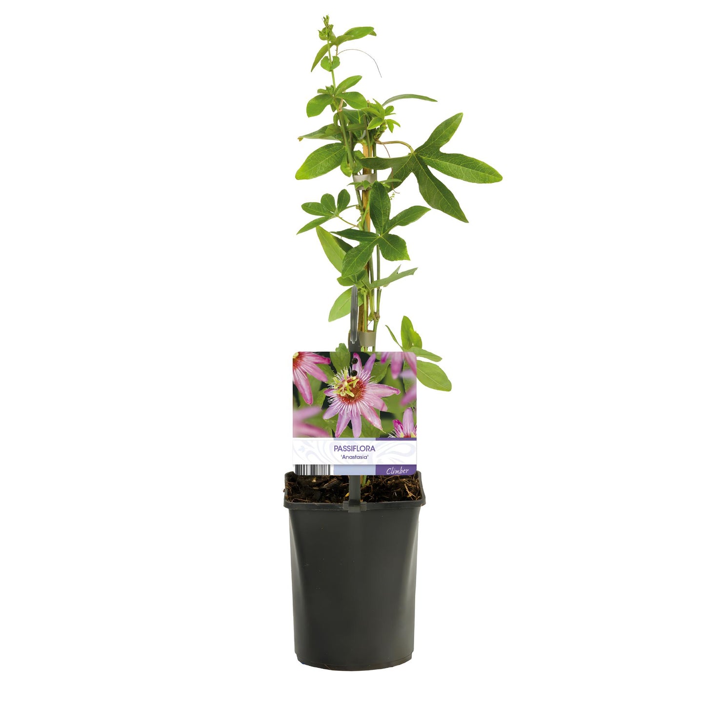 Green boutiQ - Passiebloem - Passiflora Anastasia - Bloem Roze - Weinig onderhoud - 2 planten - Pot 11cm Hoogte 40cm