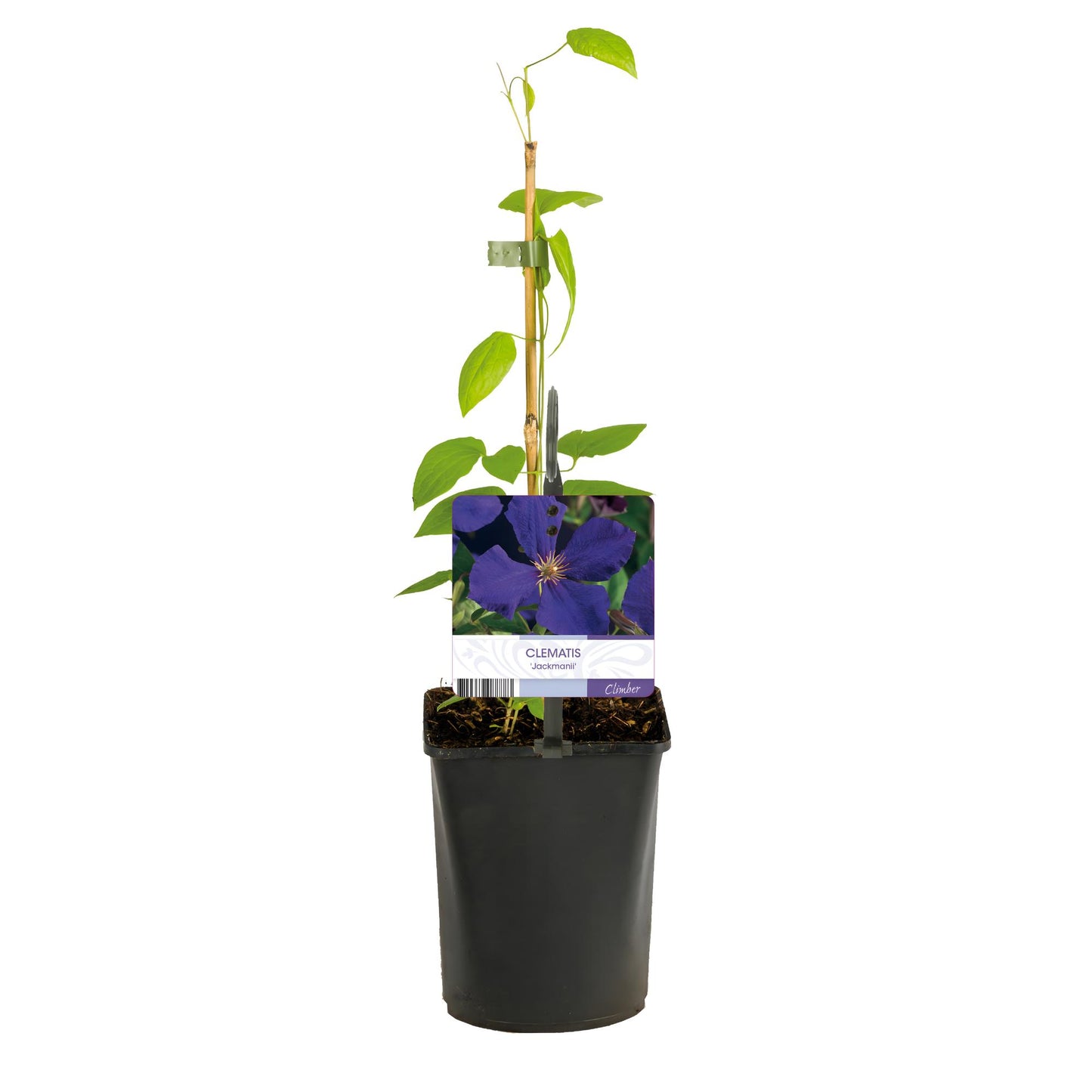 Green boutiQ - Klimplant - Clematis Jackmanii - Bloem Blauw - Weinig onderhoud -2 planten - Pot 11cm Hoogte 40cm