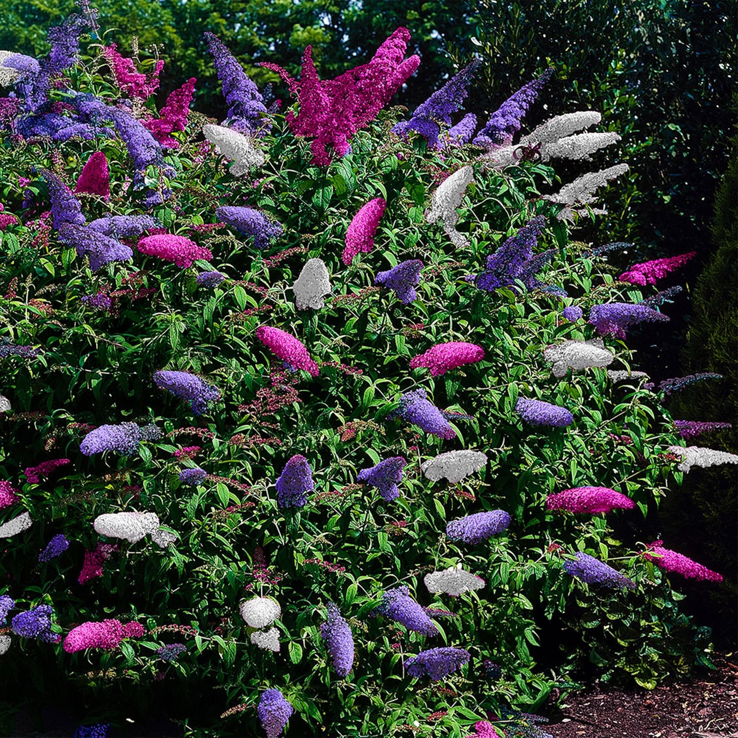 Green boutiQ - Vlinderstruik - Buddleja davidii Tricolour - Bloem Roze , Wit en Paars - 1 Plant - Bladverliezend - Vlinderlokkend - Pot 17cm Hoogte 30cm