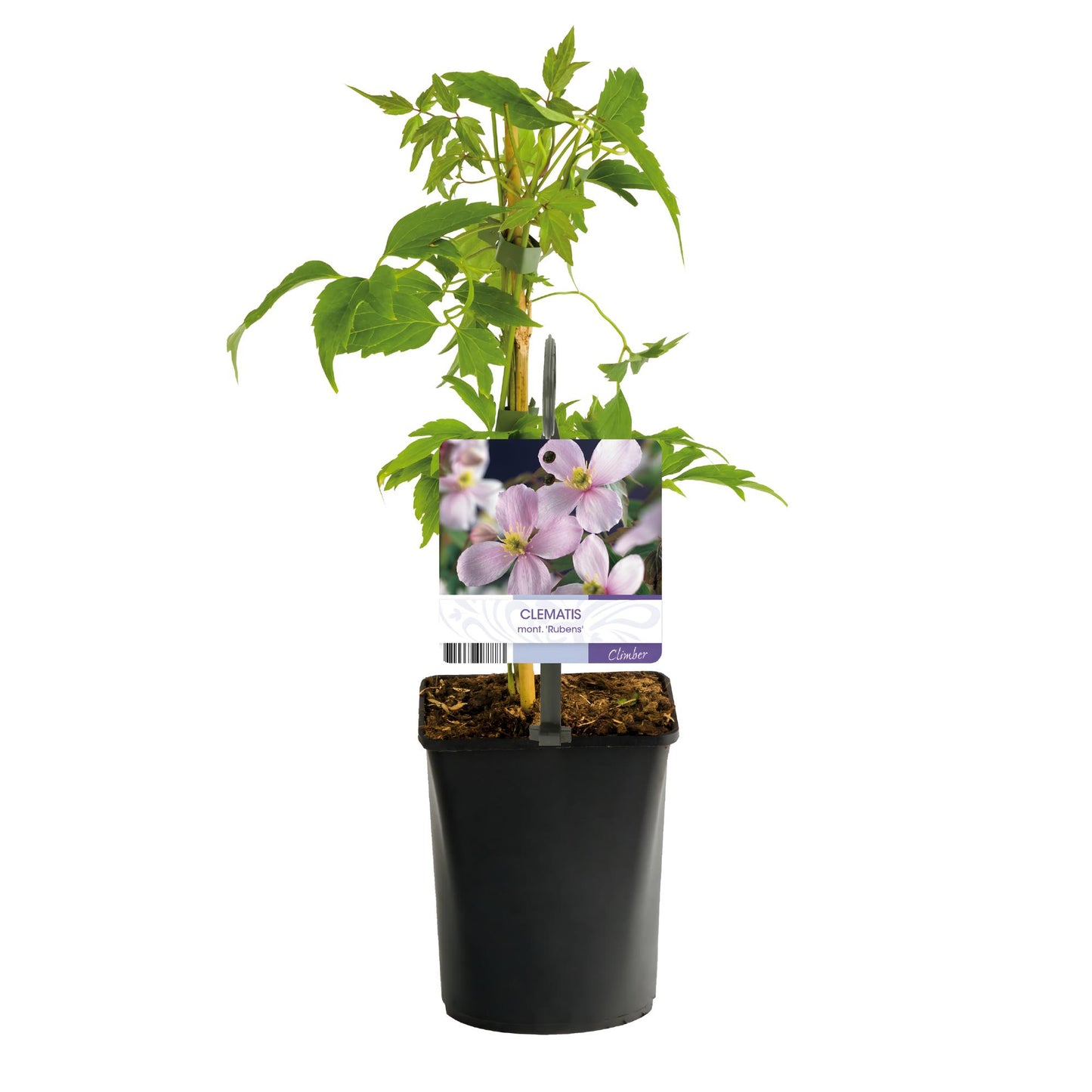 Green boutiQ - Klimplant - Clematis montana Rubens - Bloem Roze - Vroegbloeiend - Weinig onderhoud -2 planten - Pot 11cm Hoogte 40cm