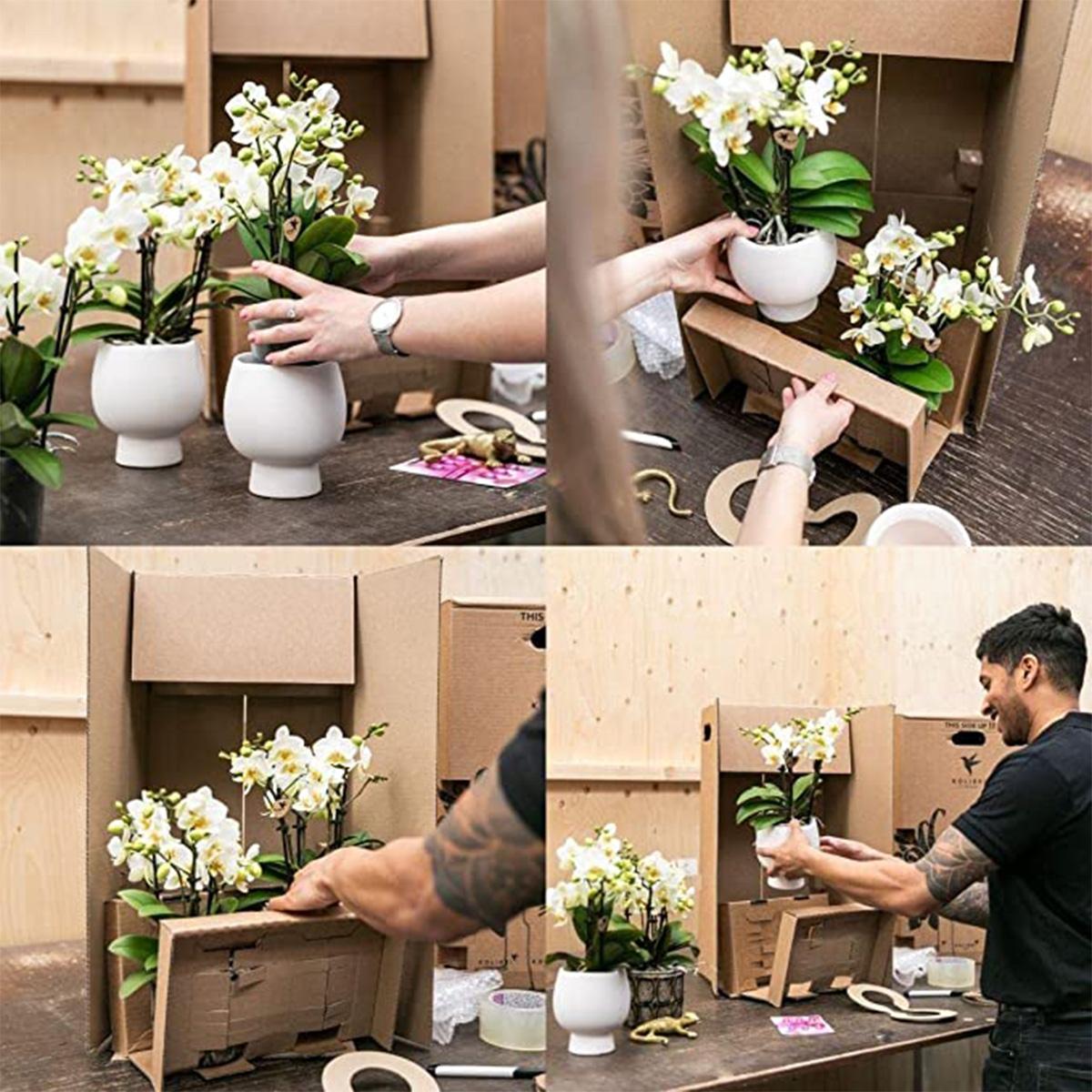 Kolibri Orchids | roze plantenset in Cotton Basket incl. waterreservoir | drie roze orchideeën en drie groene planten | Field Bouquet roze met zelfvoorzienend waterreservoir