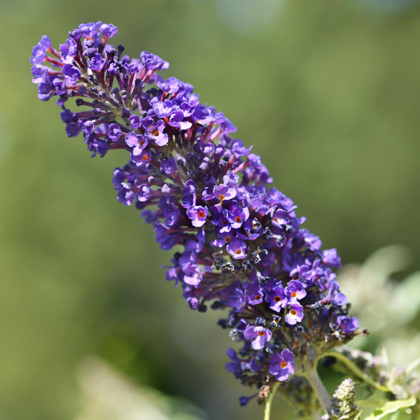 Green boutiQ - Vlinderstruik - Buddleja davidii Black Night - Bloem Paars - 1 Plant - Bladverliezend - Vlinderlokkend - Pot 17cm Hoogte 25cm