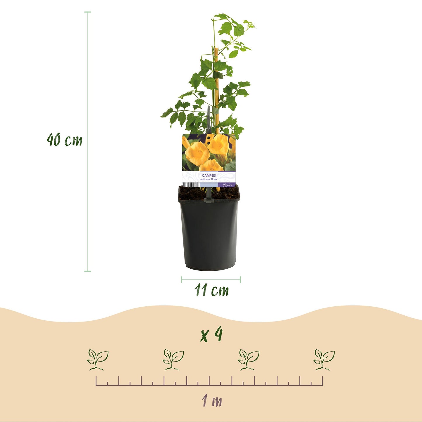 Green boutiQ - Trompetbloem - Campsis radicans Flave - Bloem Geel - Weinig onderhoud - 2 planten - Pot 11cm Hoogte 40cm
