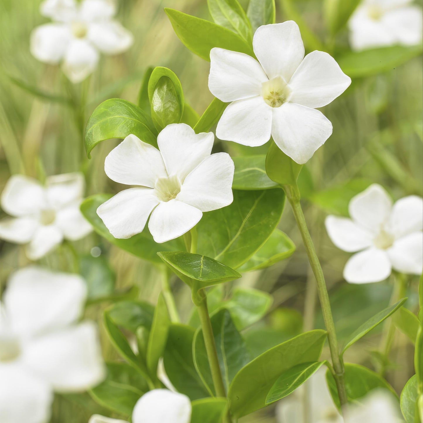 12x Vinca major 'Alba' - ↕10-25cm - Ø9cm