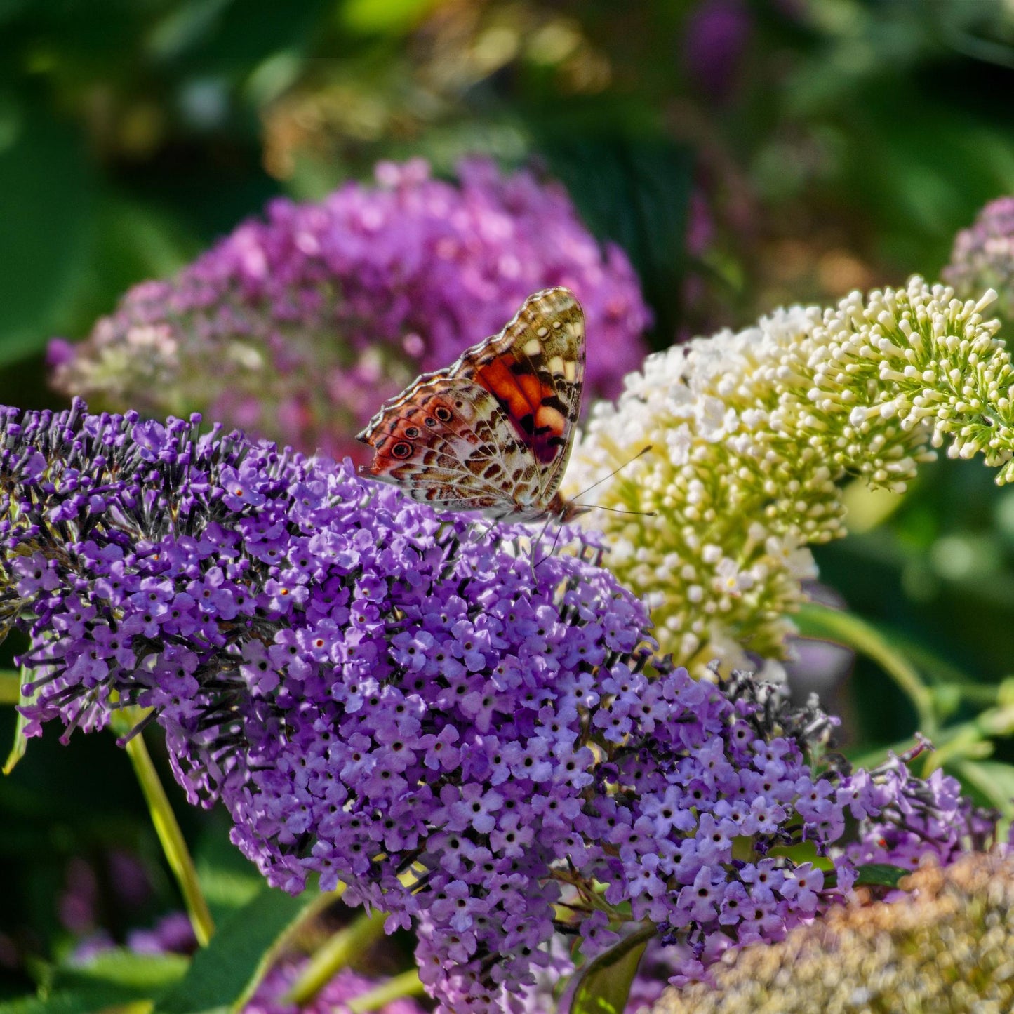 Green boutiQ - Vlinderstruik - Buddleja davidii Tricolour - Bloem Roze , Wit en Paars - 1 Plant - Bladverliezend - Vlinderlokkend - Pot 17cm Hoogte 30cm