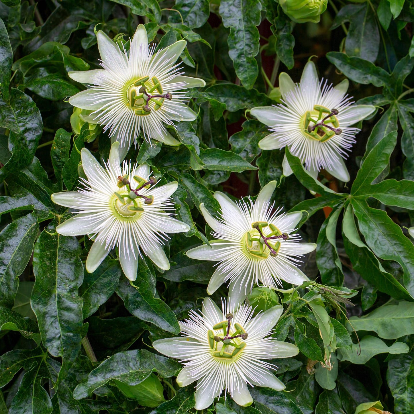 Green boutiQ - Passiebloem - Passiflora Avalanche - Bloem Wit - Weinig onderhoud - 2 planten - Pot 11cm Hoogte 40cm