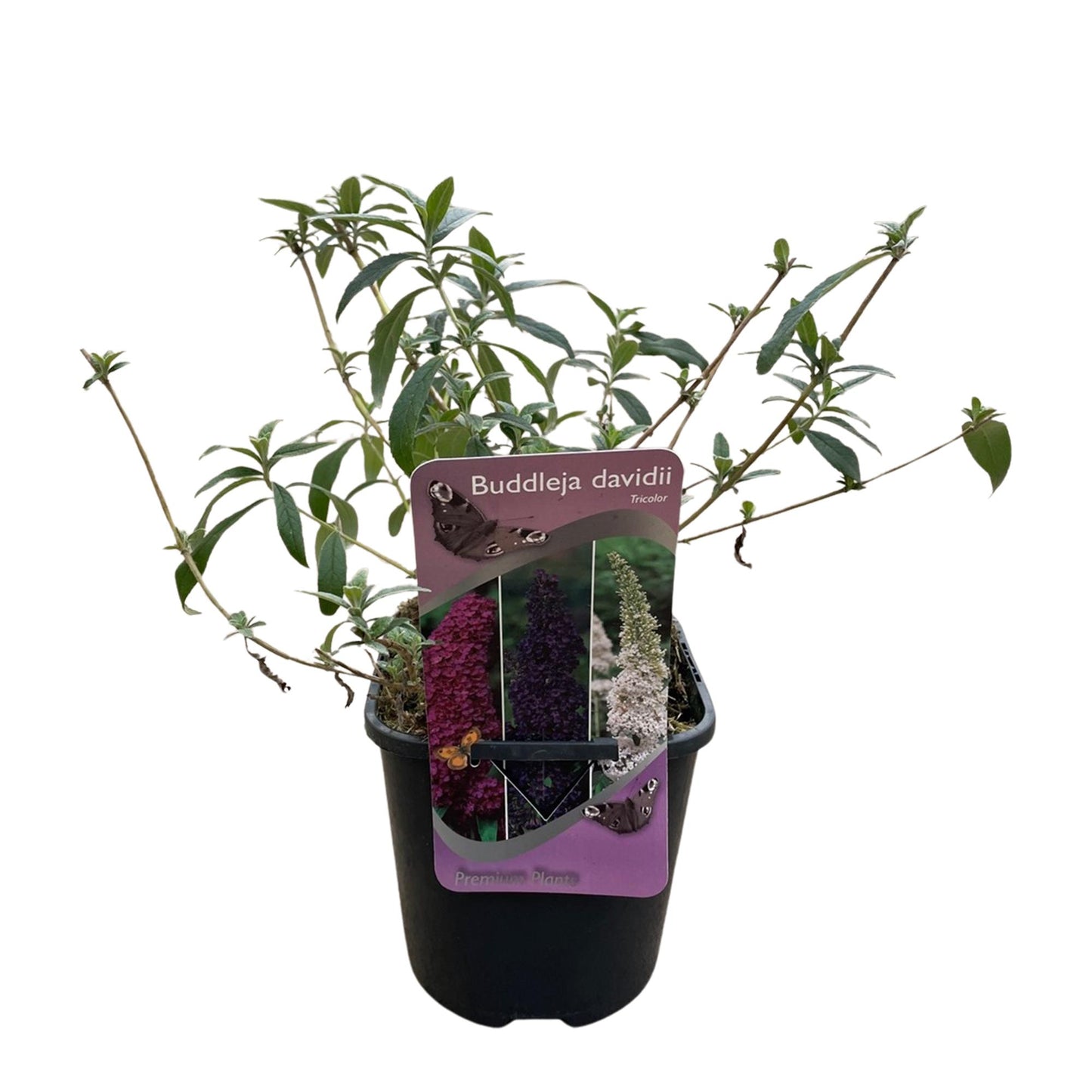 Green boutiQ - Vlinderstruik - Buddleja davidii Tricolour - Bloem Roze , Wit en Paars - 1 Plant - Bladverliezend - Vlinderlokkend - Pot 17cm Hoogte 30cm
