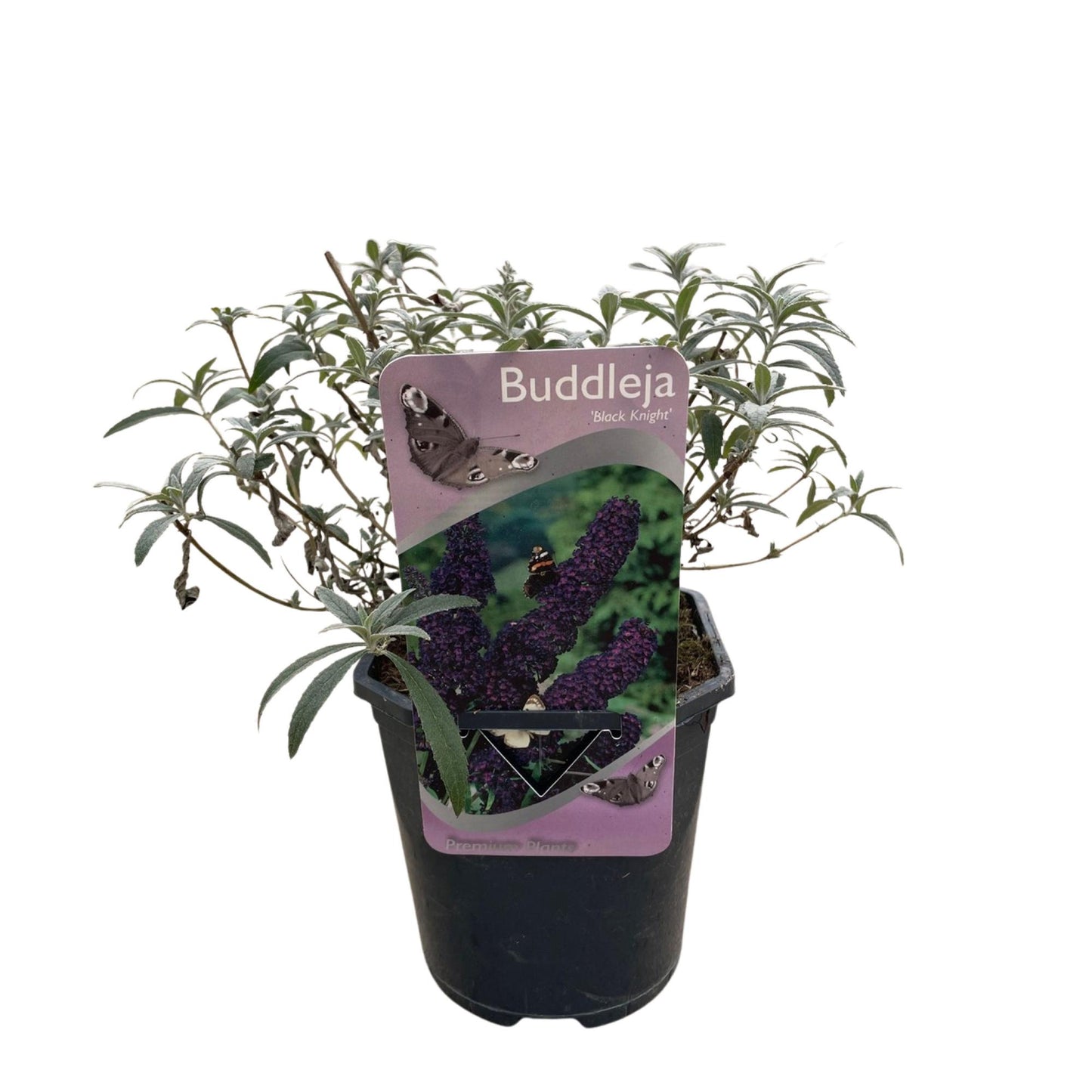 Green boutiQ - Vlinderstruik - Buddleja davidii Black Night - Bloem Paars - 1 Plant - Bladverliezend - Vlinderlokkend - Pot 17cm Hoogte 25cm