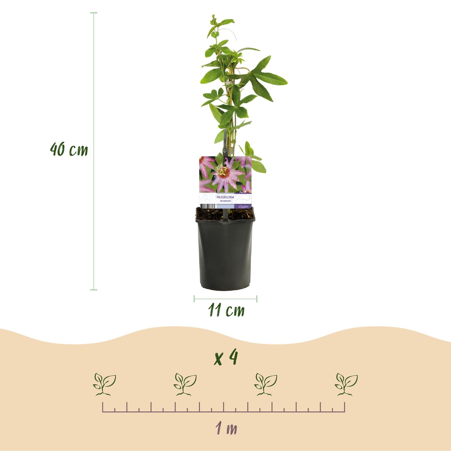 Green boutiQ - Passiebloem - Passiflora Anastasia - Bloem Roze - Weinig onderhoud - 2 planten - Pot 11cm Hoogte 40cm