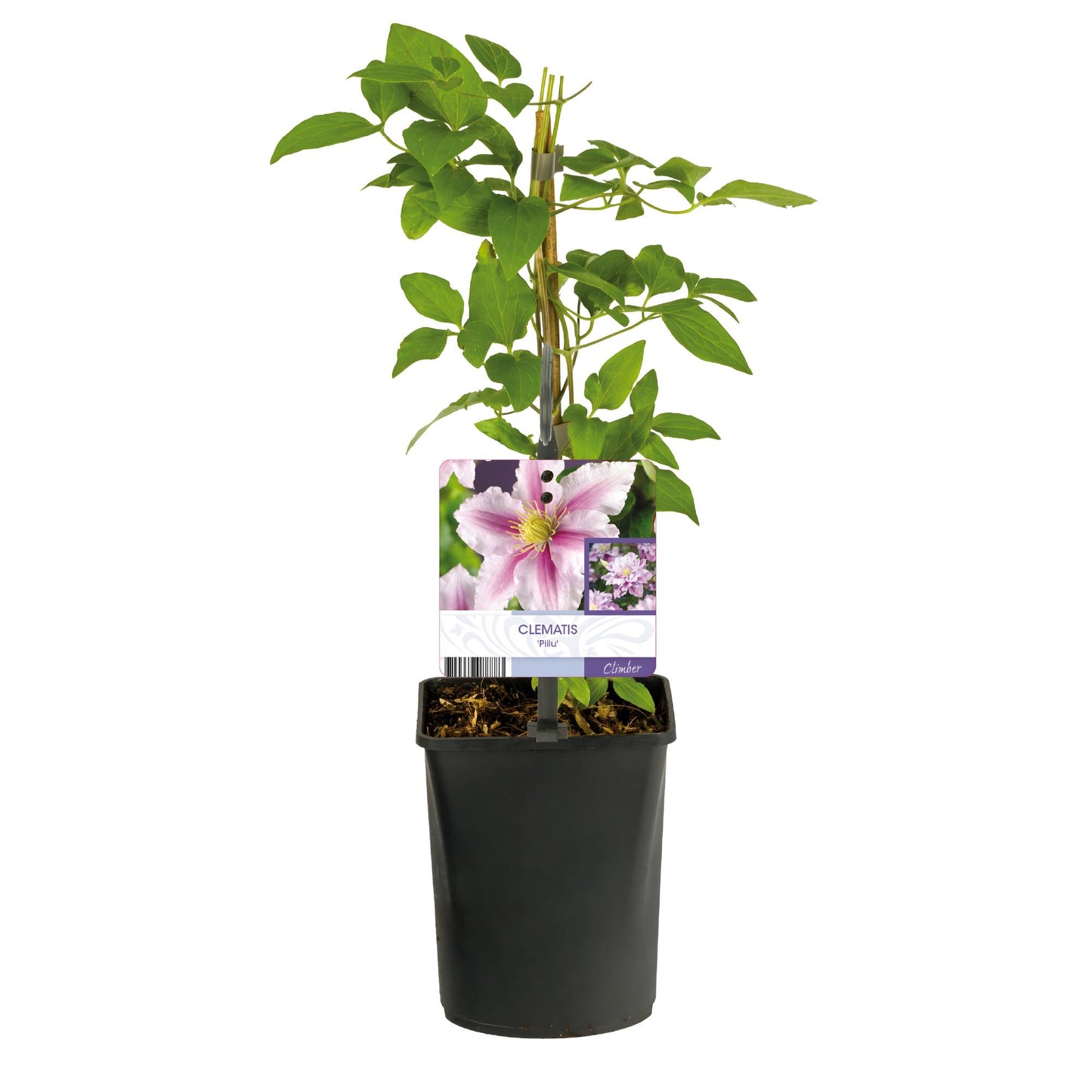 Green boutiQ - Klimplant - Clematis Piilu - Bloem Roze - Weinig onderhoud -2 planten - Pot 11cm Hoogte 40cm