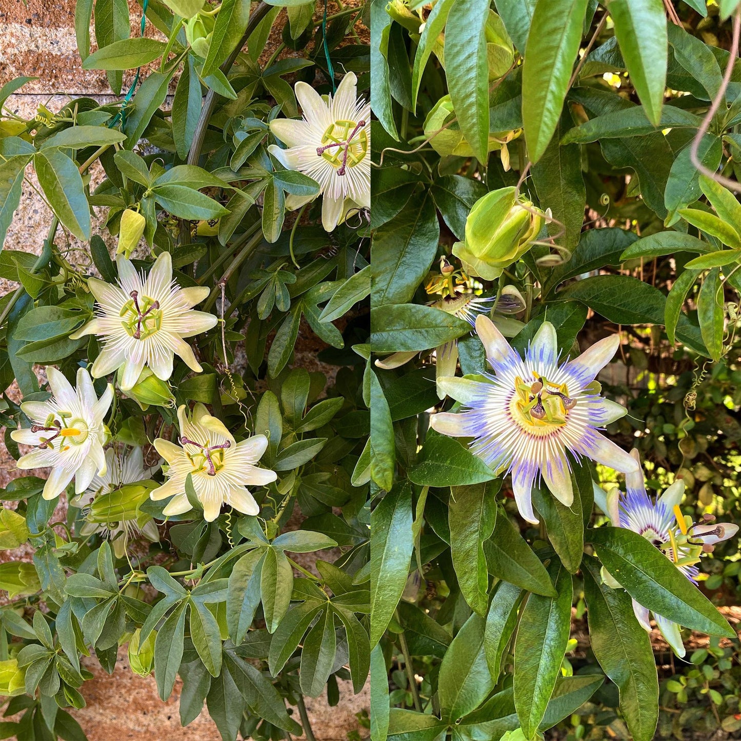 Green boutiQ - Passiebloem - Passiflora Tricolour - Bloem Roze Wit Paars - Weinig onderhoud - 3 planten - Pot 11cm Hoogte 40cm