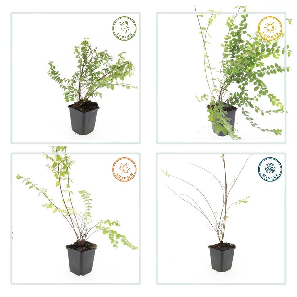 12x Symphoricarpos ch. 'Hancock' - ↕10-25cm - Ø9cm