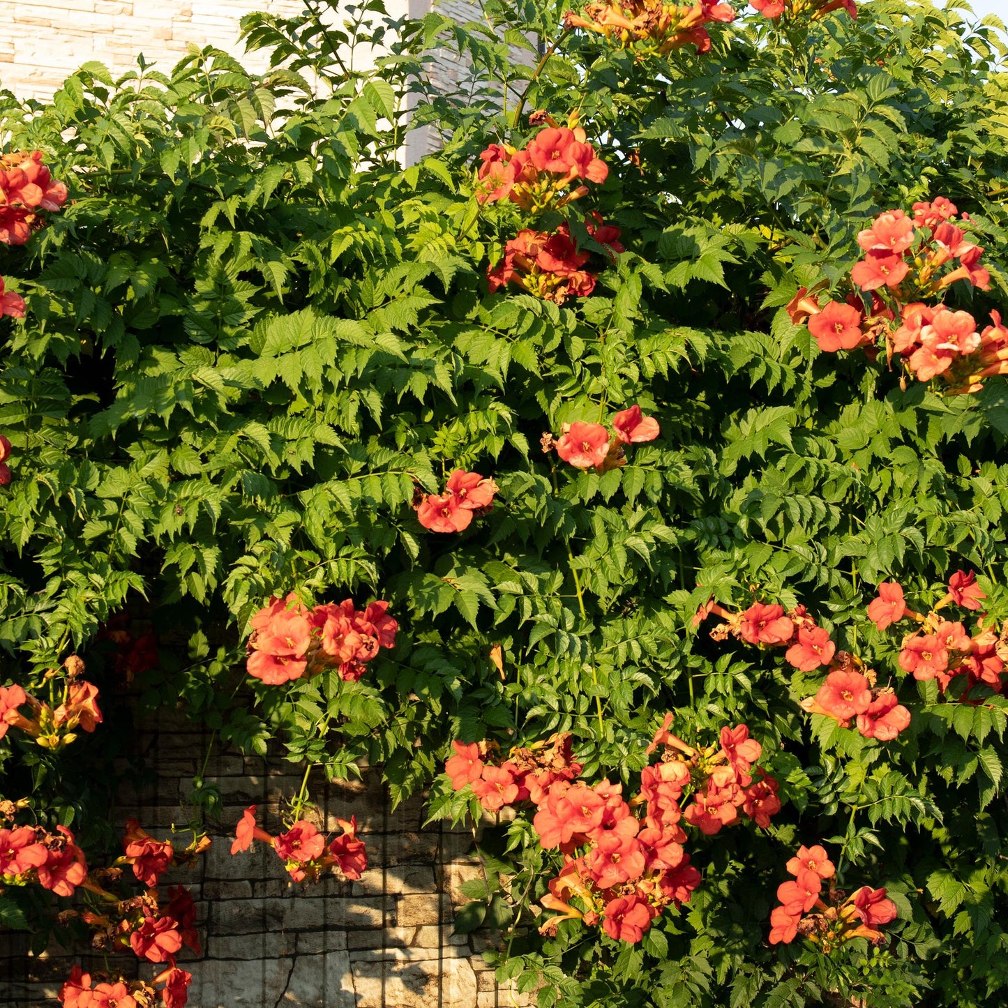 Green boutiQ - Trompetbloem - Campsis radicans Madame Galen - Bloem Oranje - Weinig onderhoud - 2 planten - Pot 11cm Hoogte 40cm