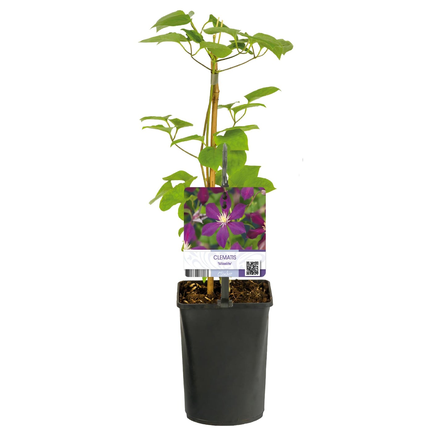 Green boutiQ - Klimplant - Clematis Mikelite - Bloem Paars - Weinig onderhoud -2 planten - Pot 11cm Hoogte 40cm