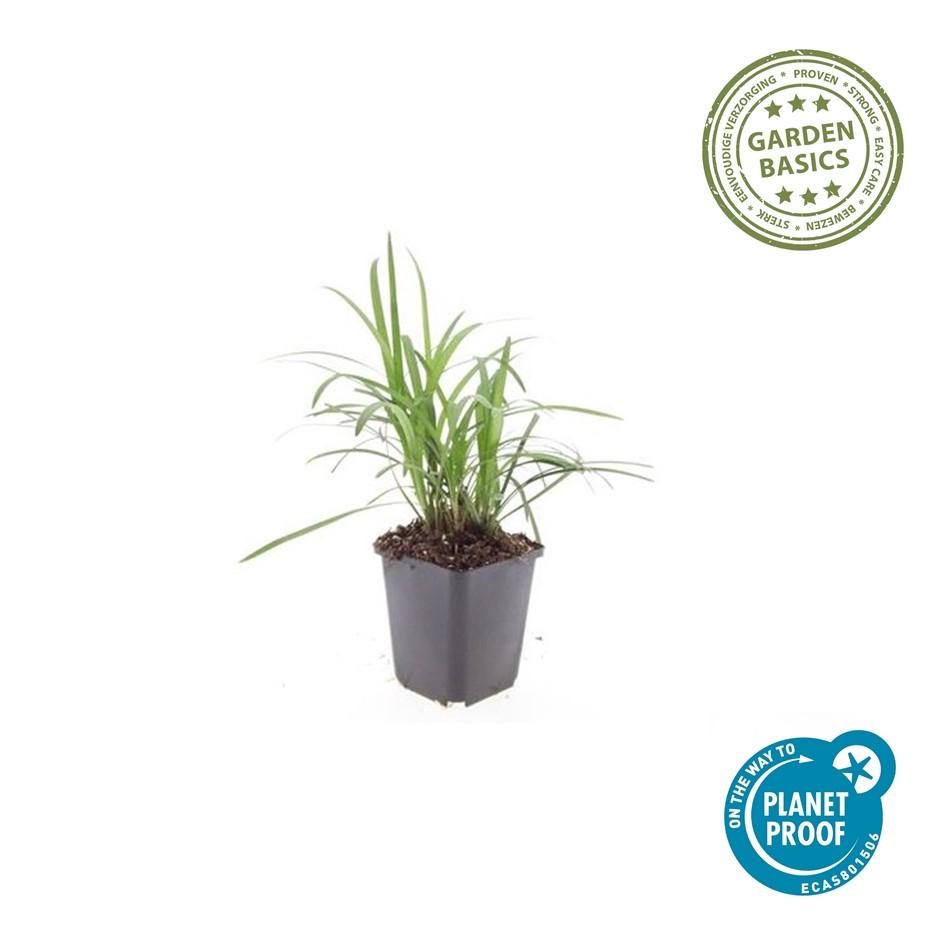 12x Liriope muscari 'Monroe White' - ↕10-25cm - Ø9cm