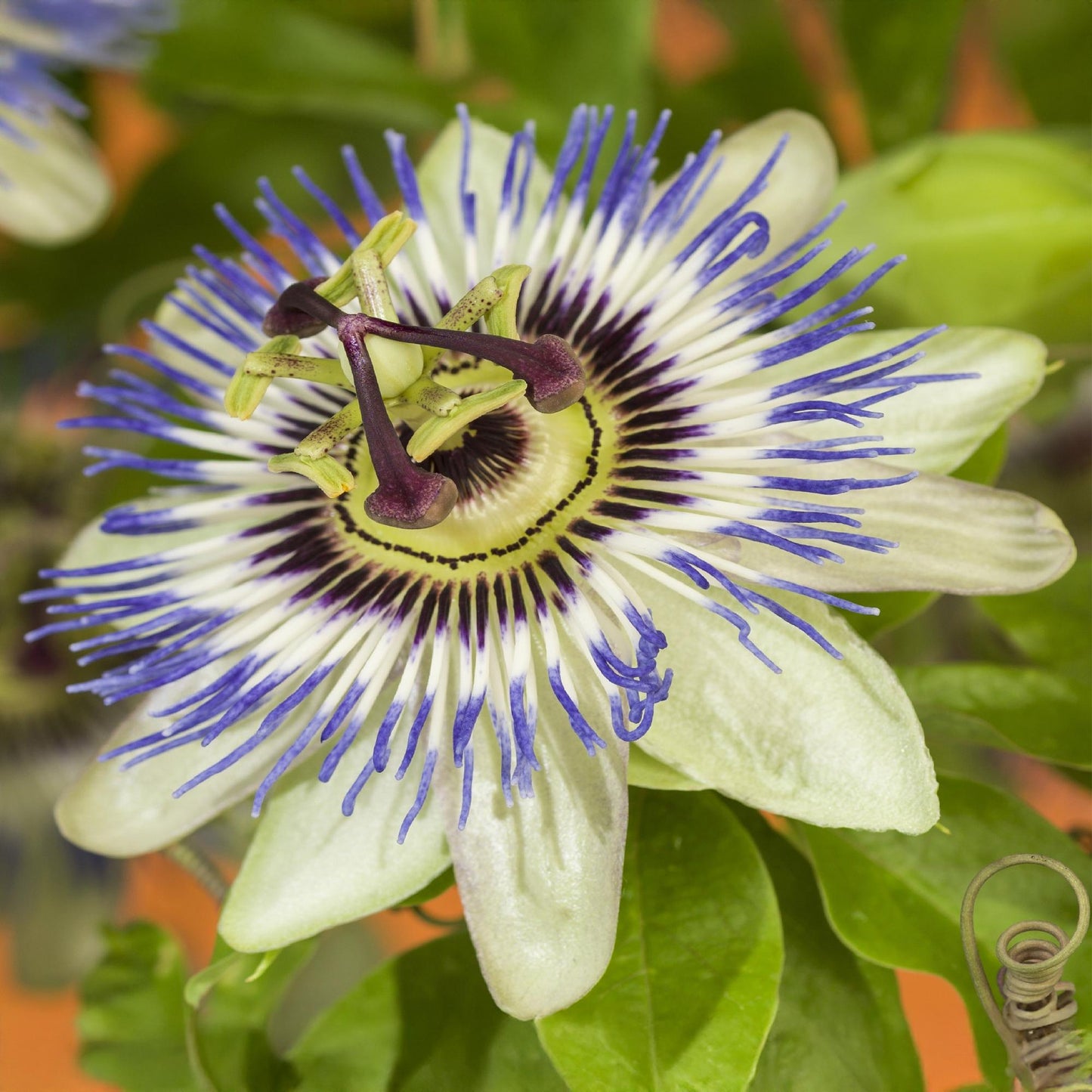 Green boutiQ - Passiebloem - Passiflora caerulea - Bloem Blauw met Groen Wit - Weinig onderhoud - 2 planten - Pot 11cm Hoogte 40cm