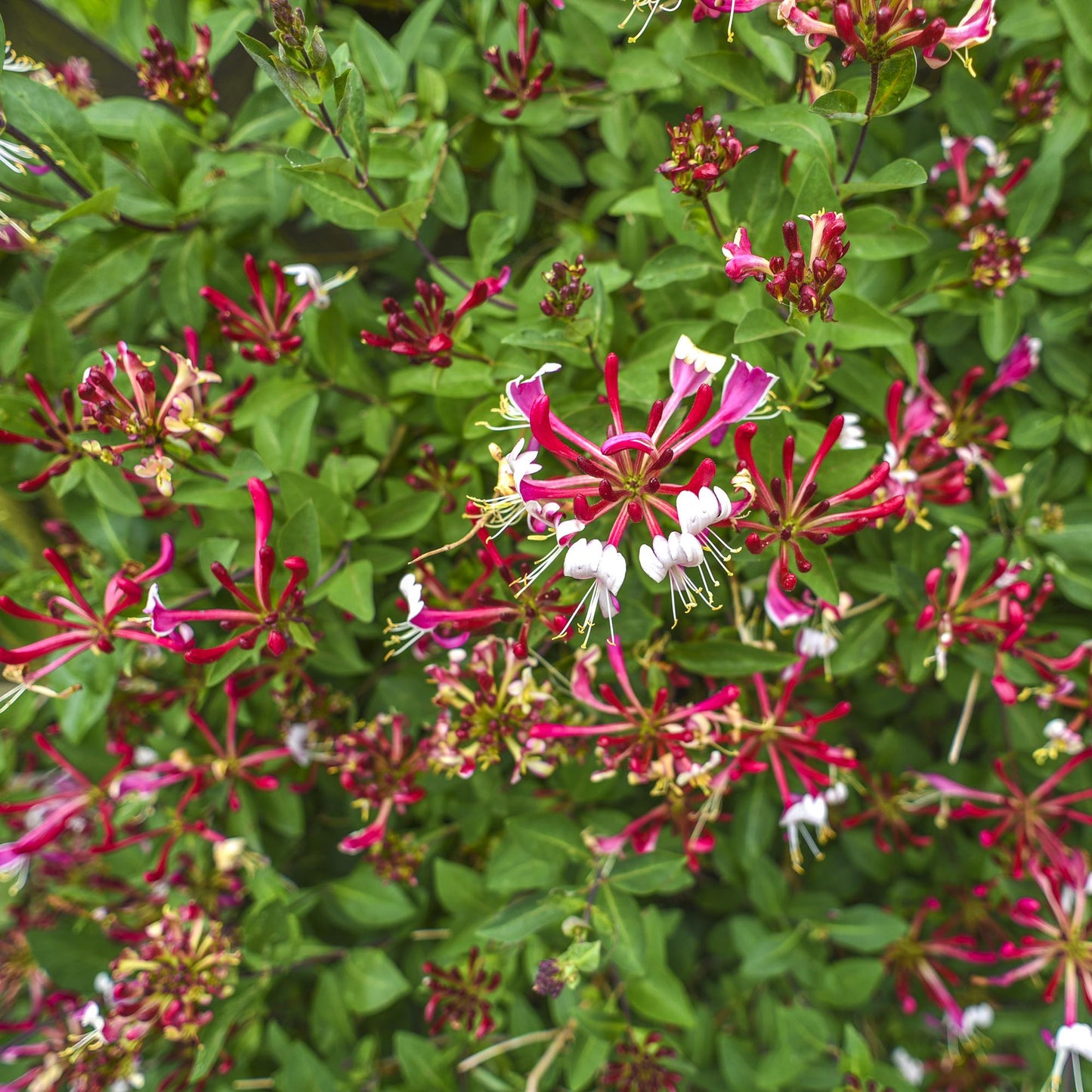 Green boutiQ - Kamperfoelie - Lonicera Serotina - Bloem Roze met Wit - Weinig onderhoud - 2 planten - Pot 11cm Hoogte 40cm