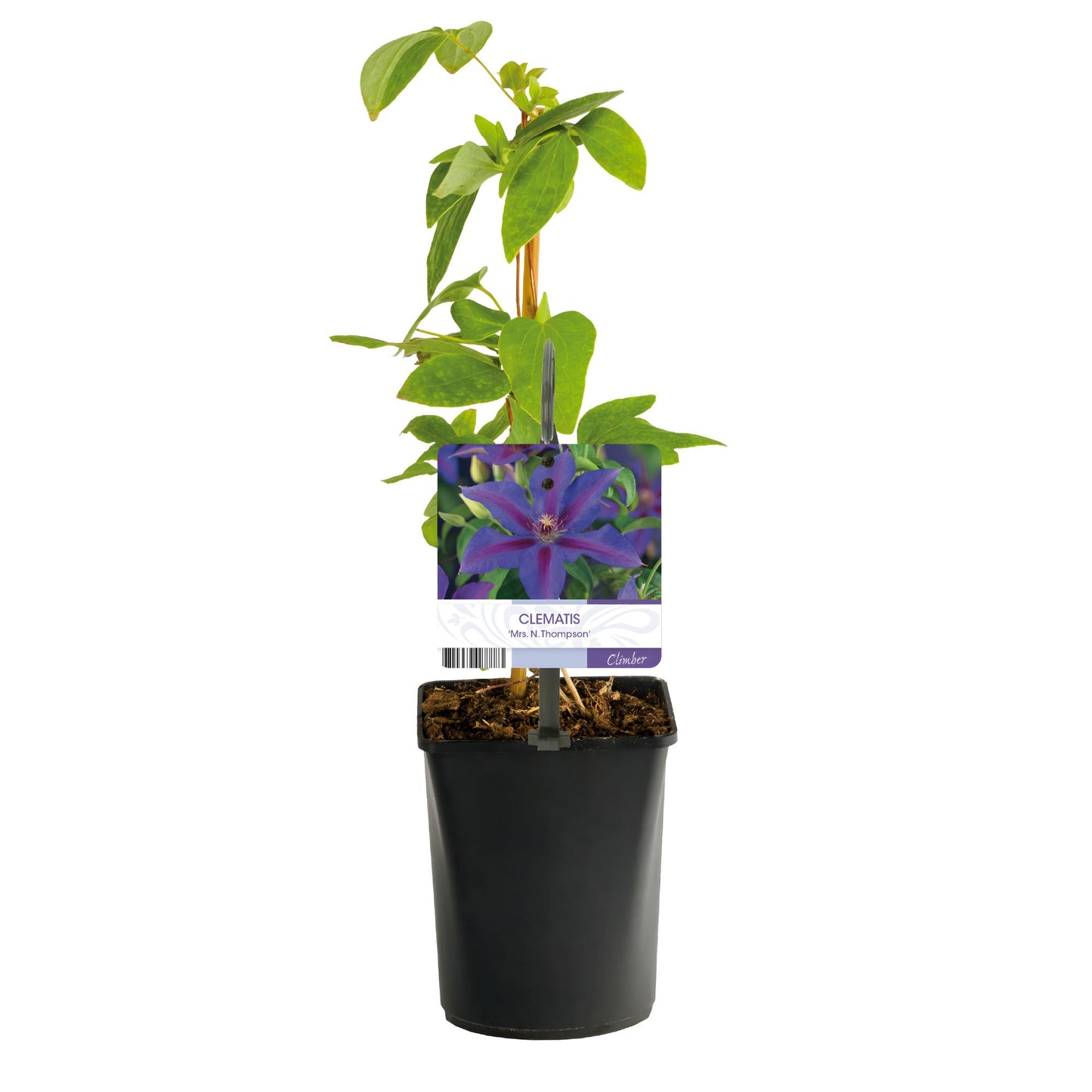 Green boutiQ - Klimplant - Clematis Mrs. N. Thompson - Bloem Roze - Weinig onderhoud -2 planten - Pot 11cm Hoogte 40cm