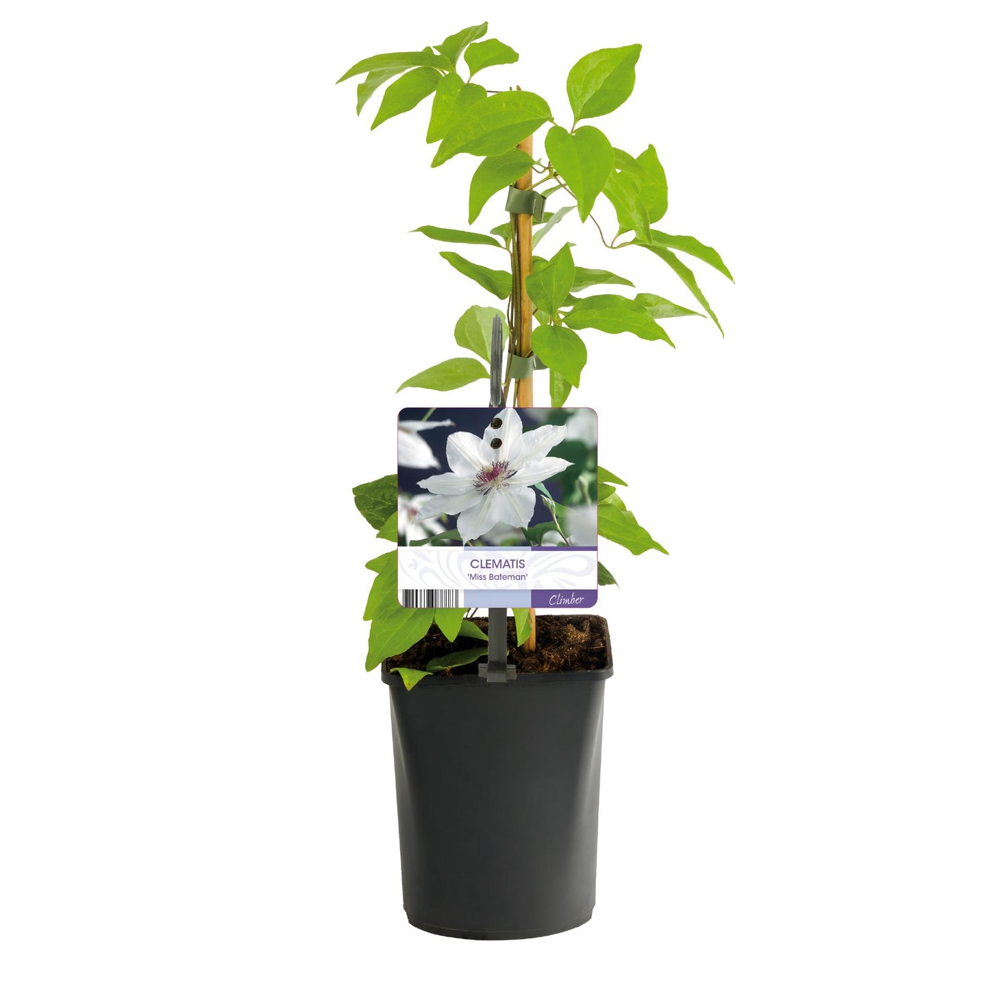 Green boutiQ - Klimplant - Clematis Miss bateman - Bloem Roze - Weinig onderhoud -2 planten - Pot 11cm Hoogte 40cm