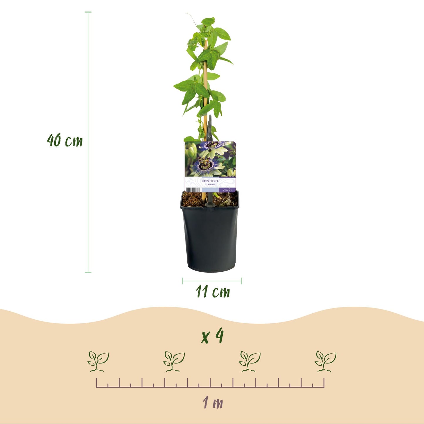 Green boutiQ - Passiebloem - Passiflora caerulea - Bloem Blauw met Groen Wit - Weinig onderhoud - 2 planten - Pot 11cm Hoogte 40cm