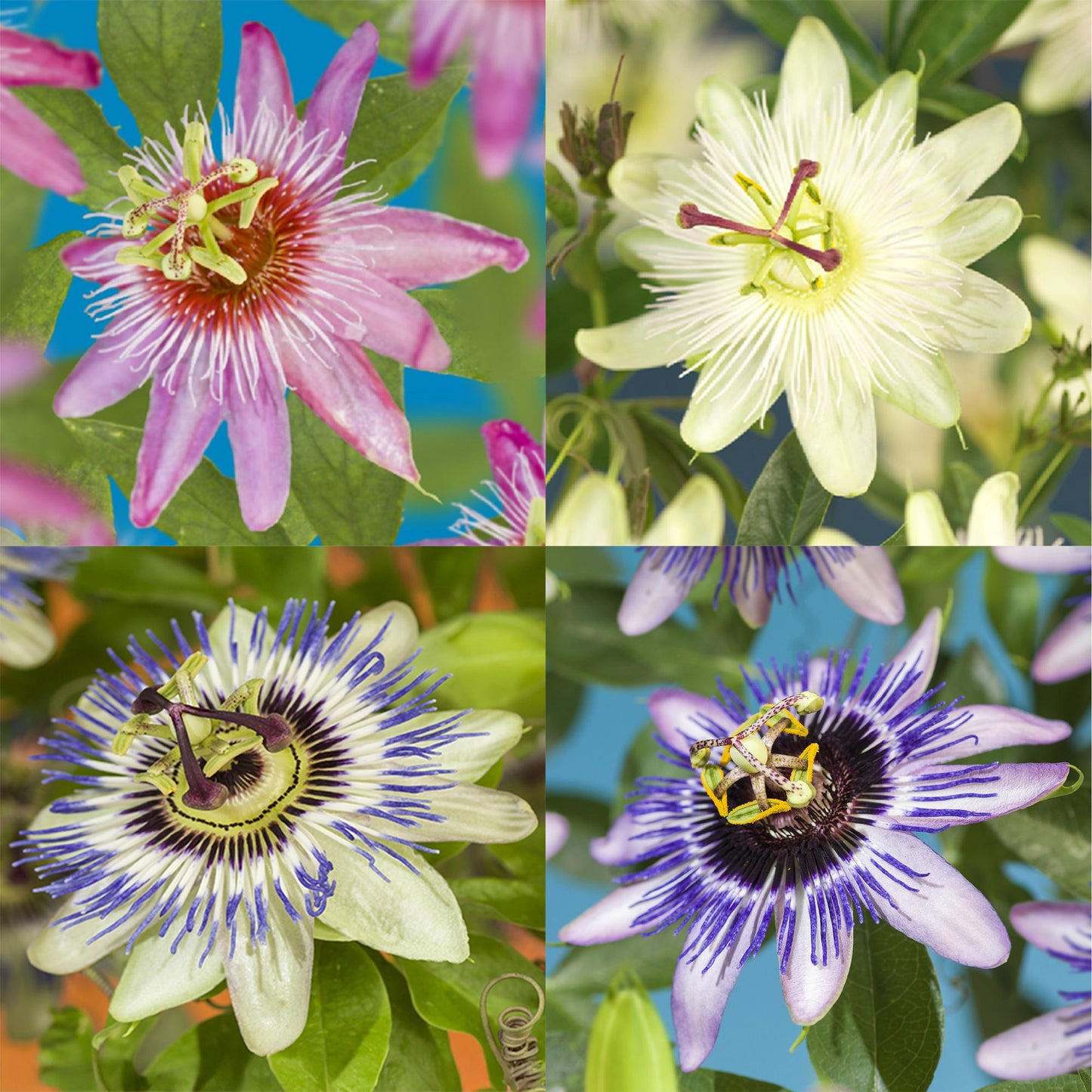 Green boutiQ - Passiebloem - Passiflora Rainbow - Bloem Roze Wit Paars Groen - Weinig onderhoud - 4 planten - Pot 11cm Hoogte 40cm