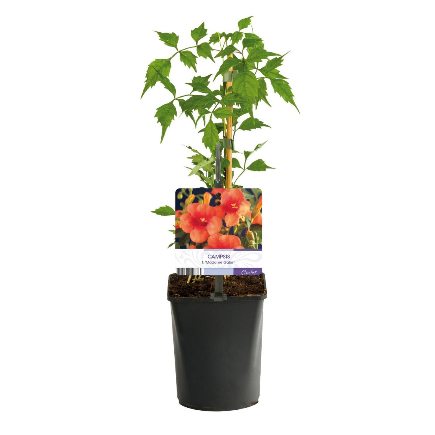 Green boutiQ - Trompetbloem - Campsis radicans Madame Galen - Bloem Oranje - Weinig onderhoud - 2 planten - Pot 11cm Hoogte 40cm