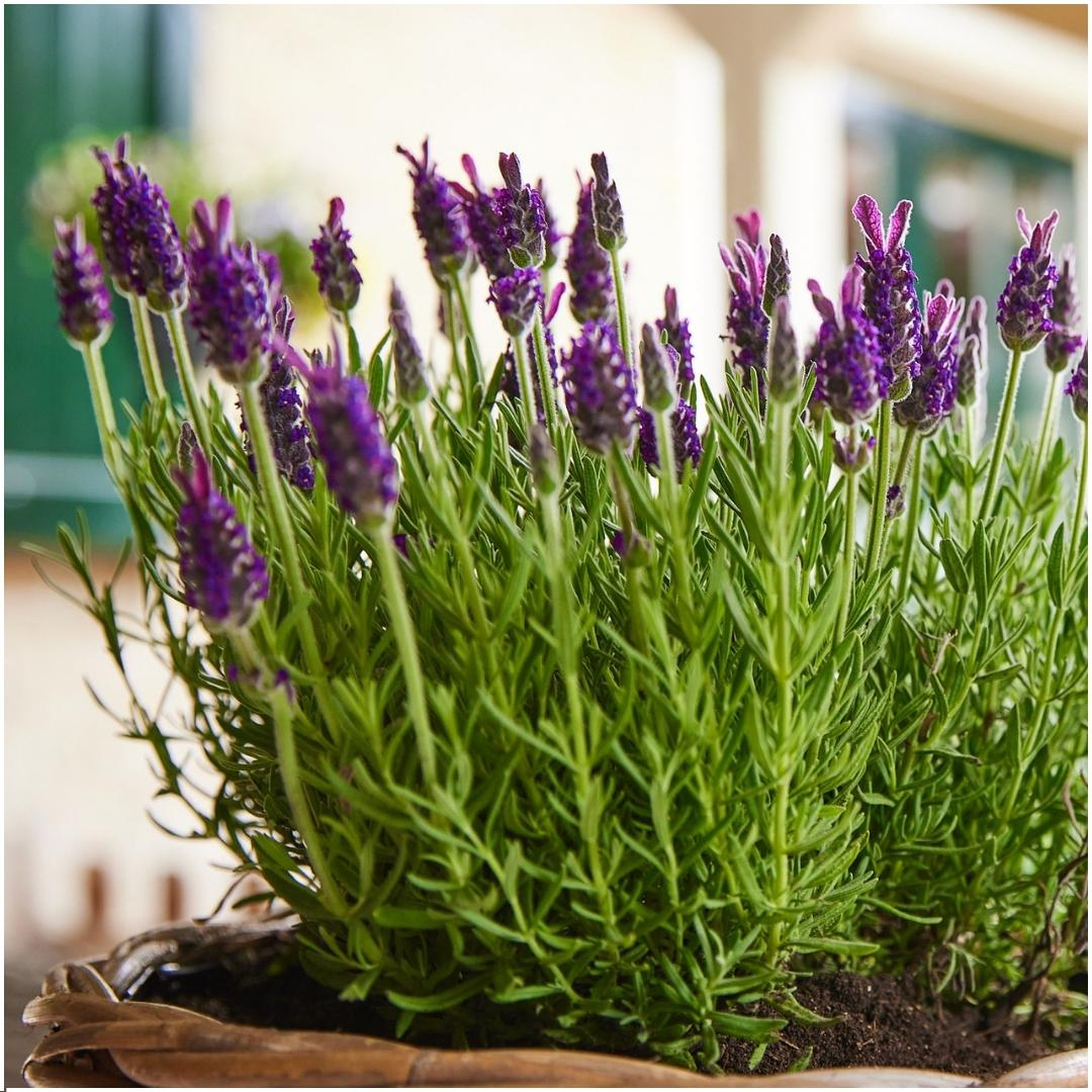 6x Lavandula stoechas Anouk® - 12 cm pot - Set van 6 Franse Lavendels