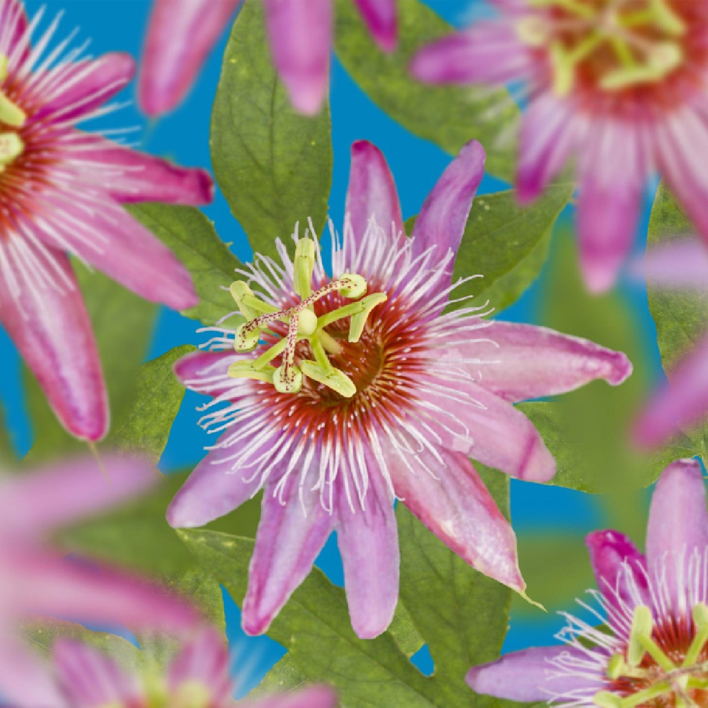 Green boutiQ - Passiebloem - Passiflora Anastasia - Bloem Roze - Weinig onderhoud - 2 planten - Pot 11cm Hoogte 40cm