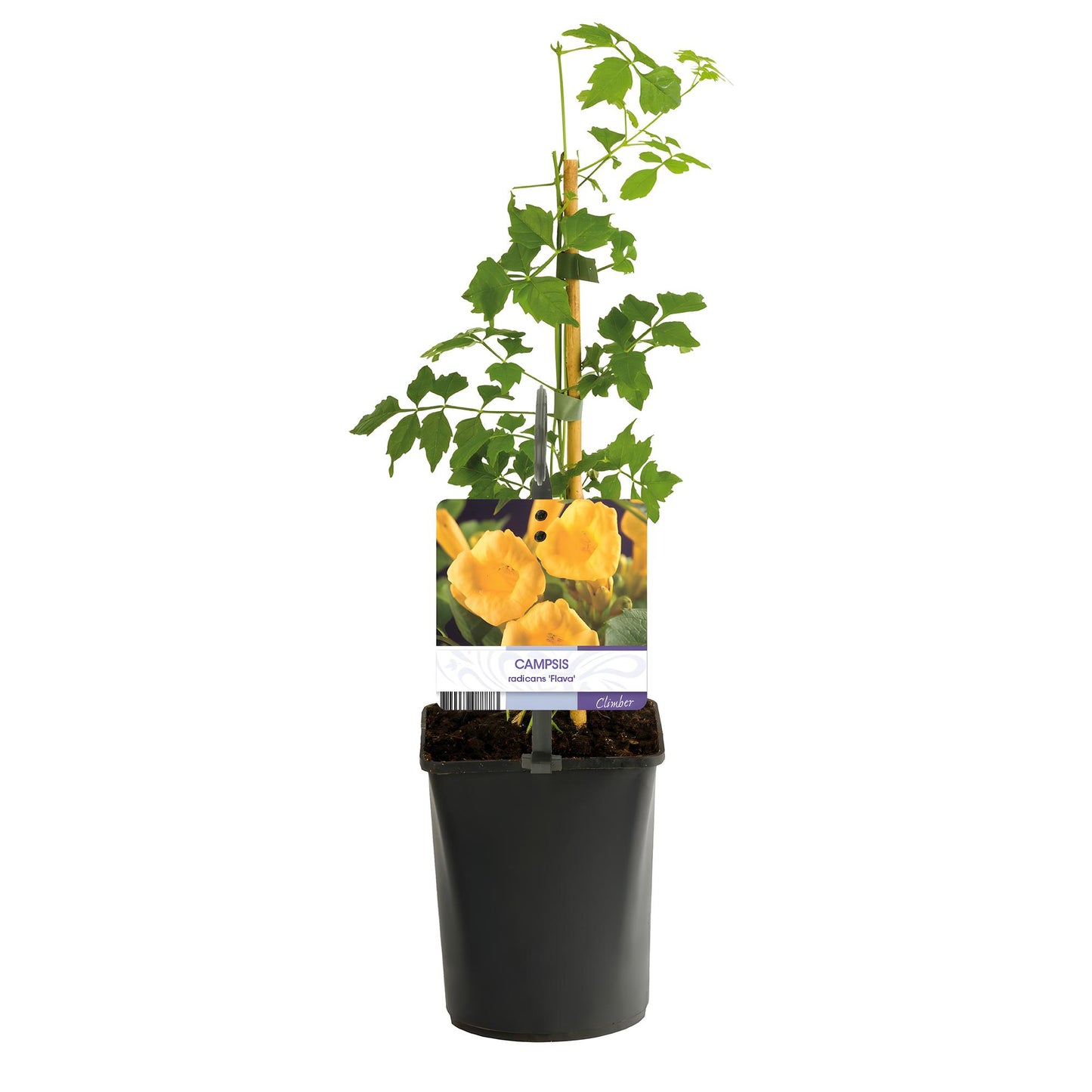 Green boutiQ - Trompetbloem - Campsis radicans Flave - Bloem Geel - Weinig onderhoud - 2 planten - Pot 11cm Hoogte 40cm