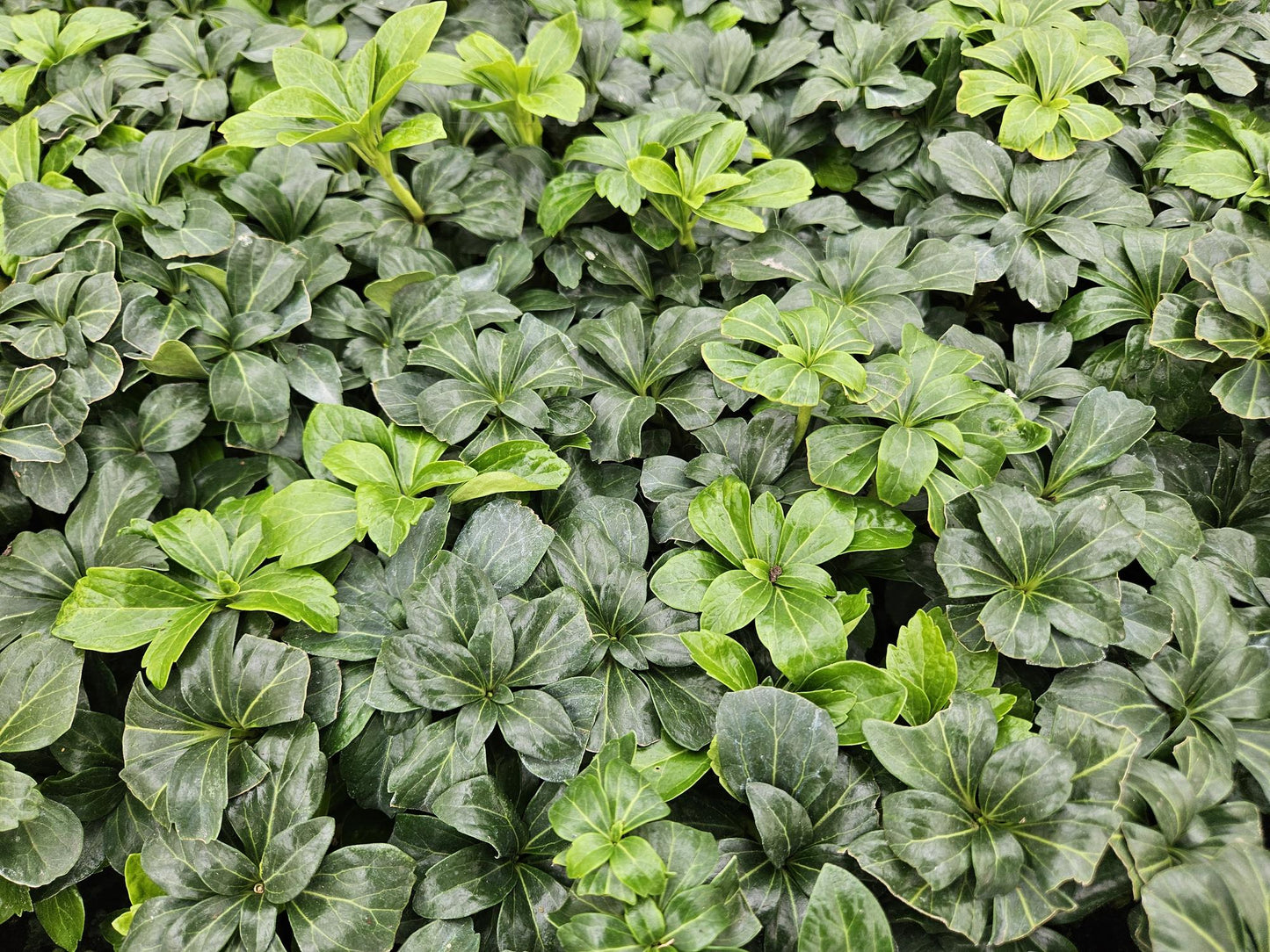 12x Pachysandra term. 'Green Sheen' - ↕10-25cm - Ø9cm