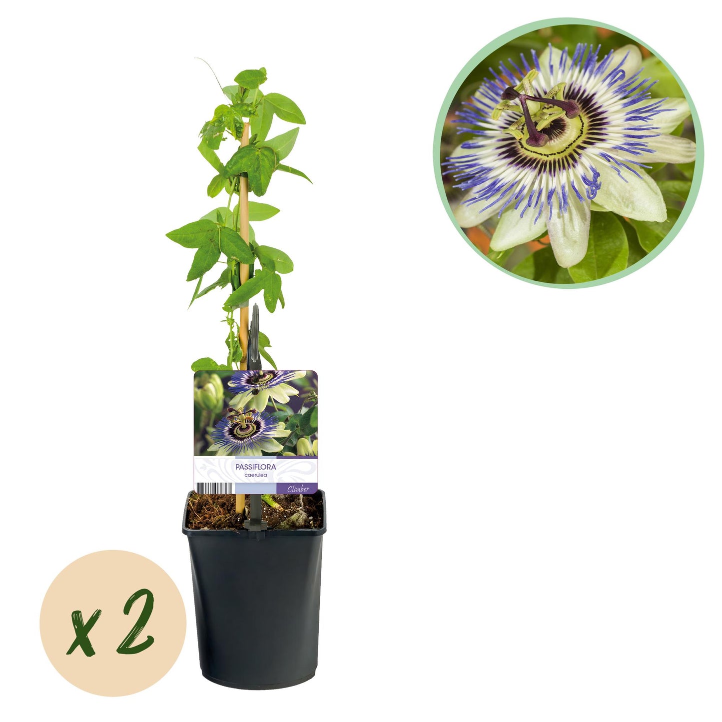 Green boutiQ - Passiebloem - Passiflora caerulea - Bloem Blauw met Groen Wit - Weinig onderhoud - 2 planten - Pot 11cm Hoogte 40cm