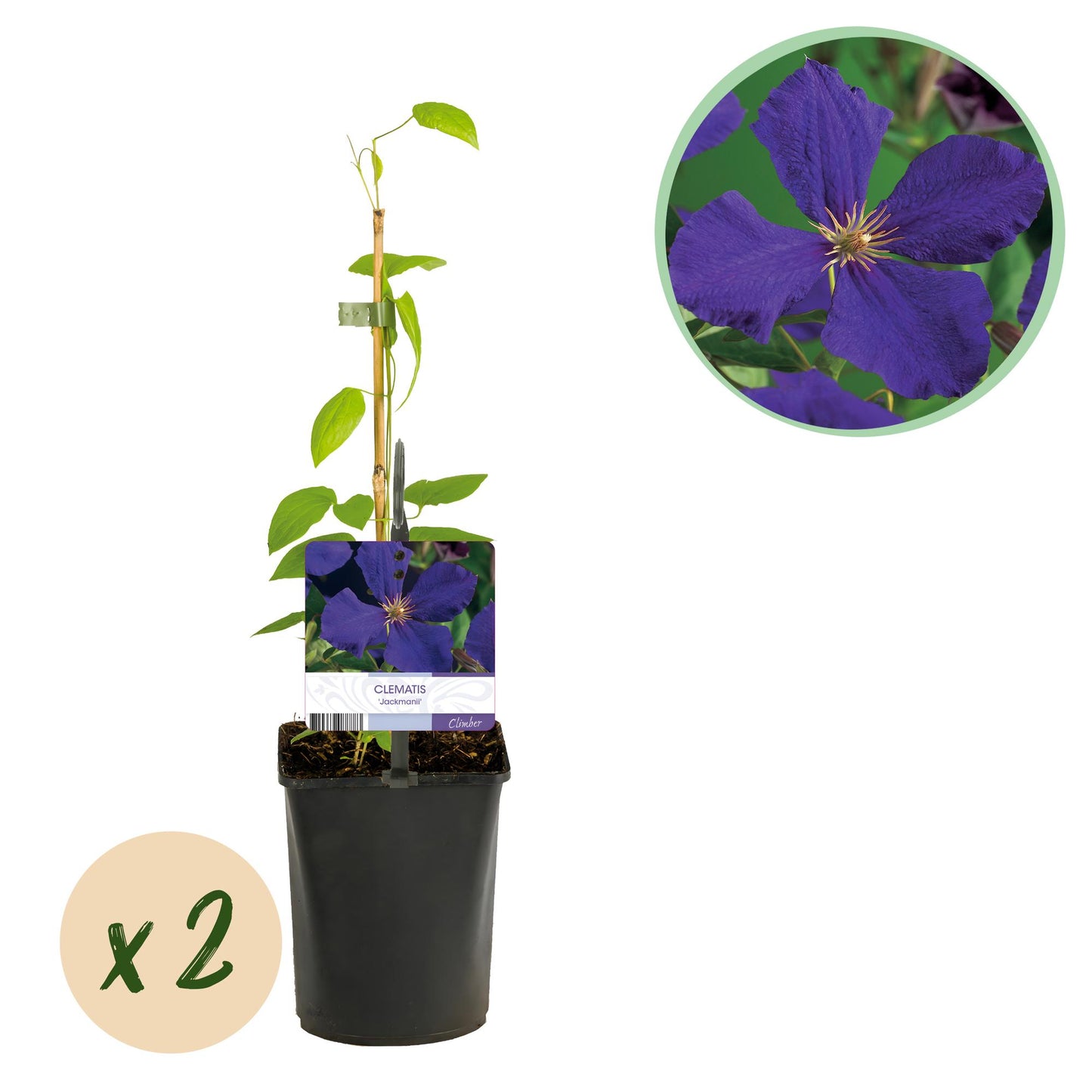 Green boutiQ - Klimplant - Clematis Jackmanii - Bloem Blauw - Weinig onderhoud -2 planten - Pot 11cm Hoogte 40cm