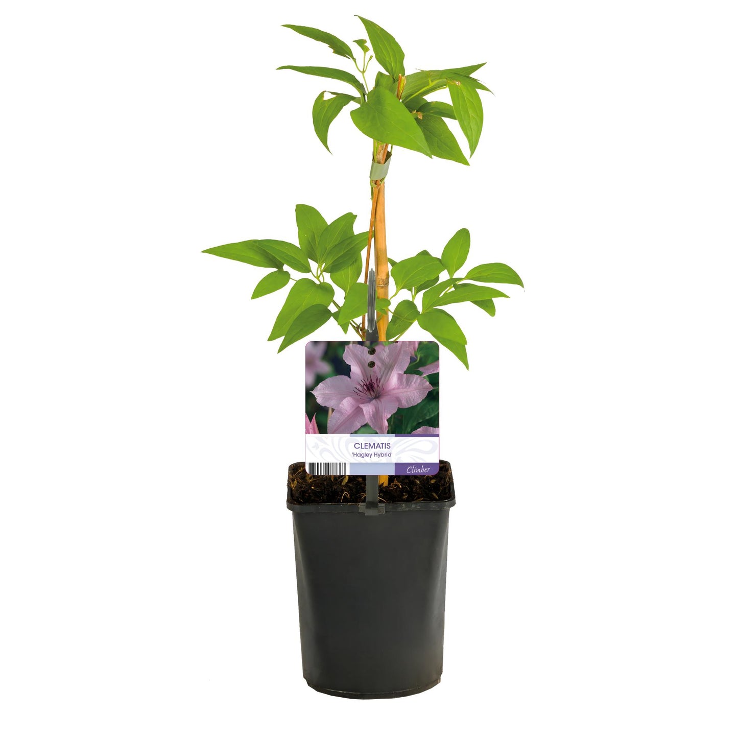 Green boutiQ - Klimplant - Clematis Hagley Hybrid - Bloem Roze - Weinig onderhoud -2 planten - Pot 11cm Hoogte 40cm