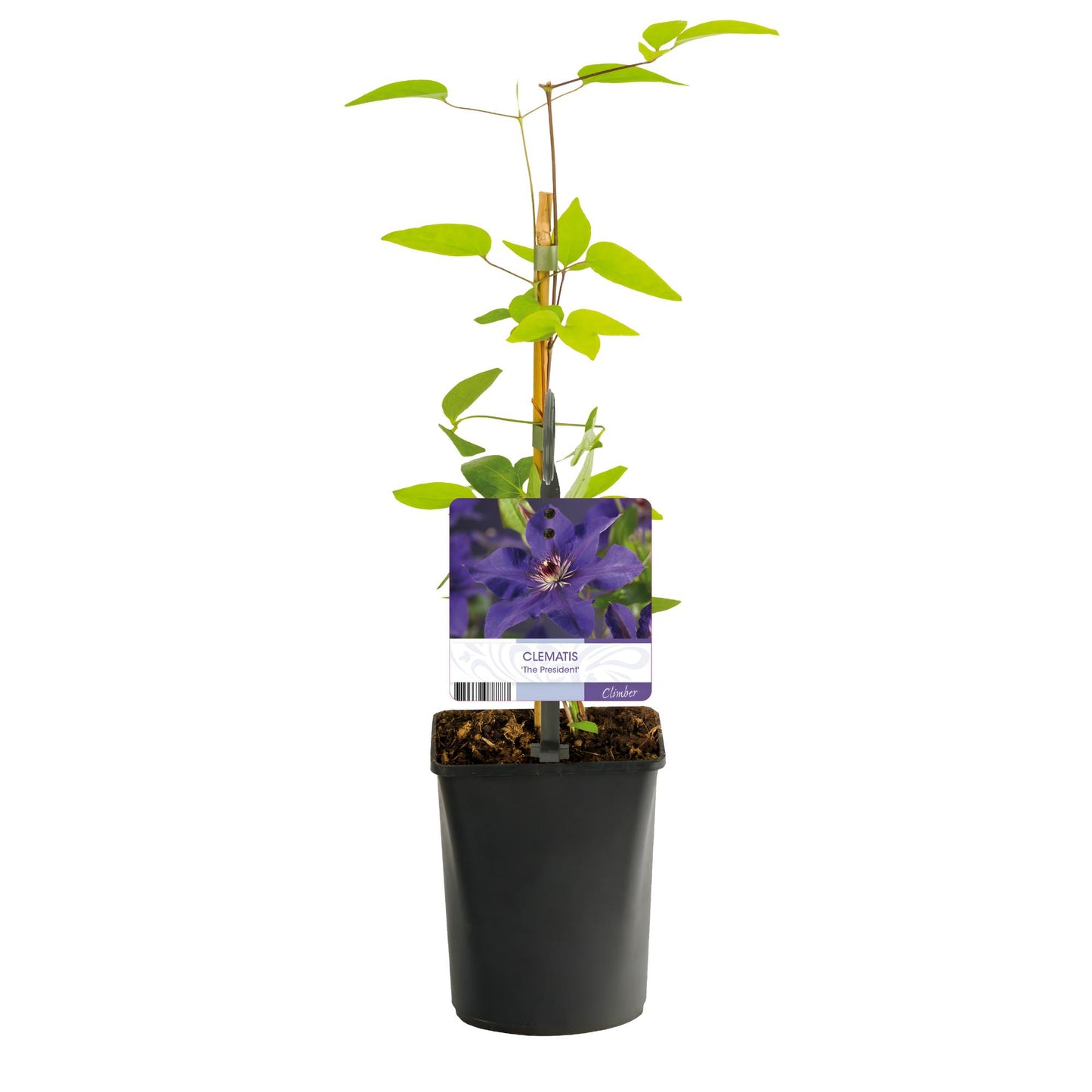 Green boutiQ - Klimplant - Clematis The President - Bloem Roze - Weinig onderhoud -2 planten - Pot 11cm Hoogte 40cm