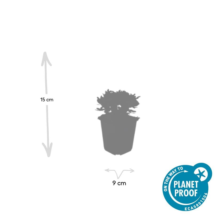 12x Potentilla tridentata 'Nuuk' - ↕10-25cm - Ø9cm