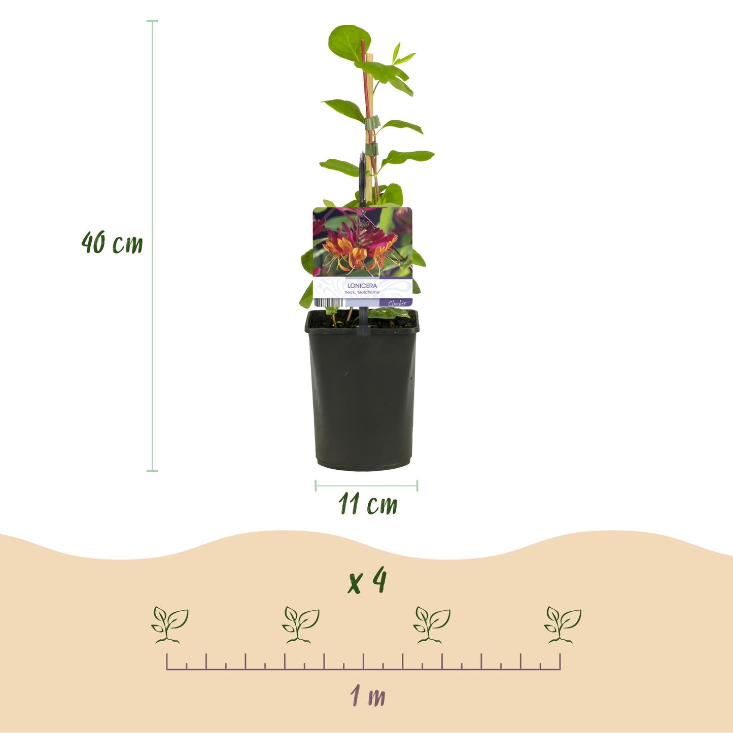 Green boutiQ - Kamperfoelie - Lonicera heckrottii Goldflame -Bbloem Roze met Geel - Weinig onderhoud - 2 planten - Pot 11cm Hoogte 40cm