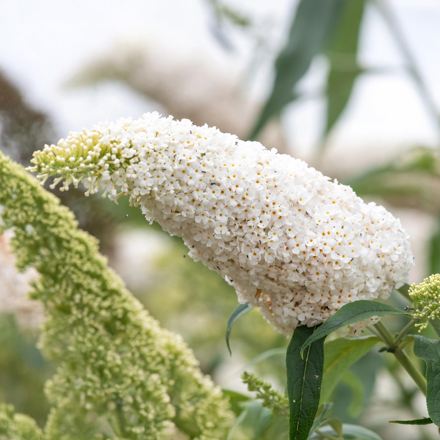 Green boutiQ - Vlinderstruik - Buddleja davidii White Profusion - Bloem Wit - 1 Plant - Bladverliezend - Vlinderlokkend - Pot 17cm Hoogte 25cm