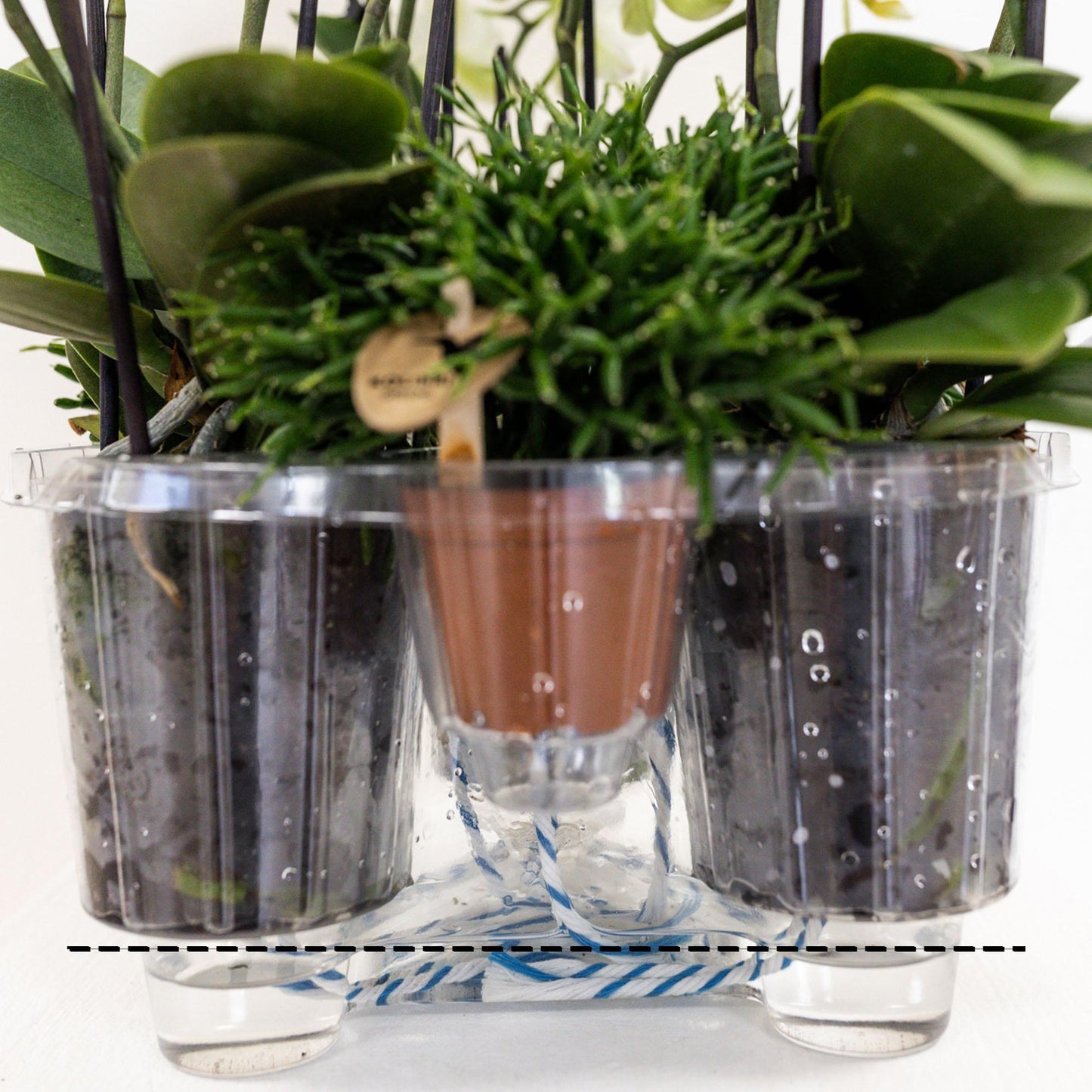Kolibri Orchids | roze plantenset in Cotton Basket incl. waterreservoir | drie roze orchideeën en drie groene planten | Field Bouquet roze met zelfvoorzienend waterreservoir