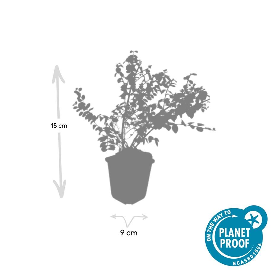 12x Symphoricarpos ch. 'Hancock' - ↕10-25cm - Ø9cm