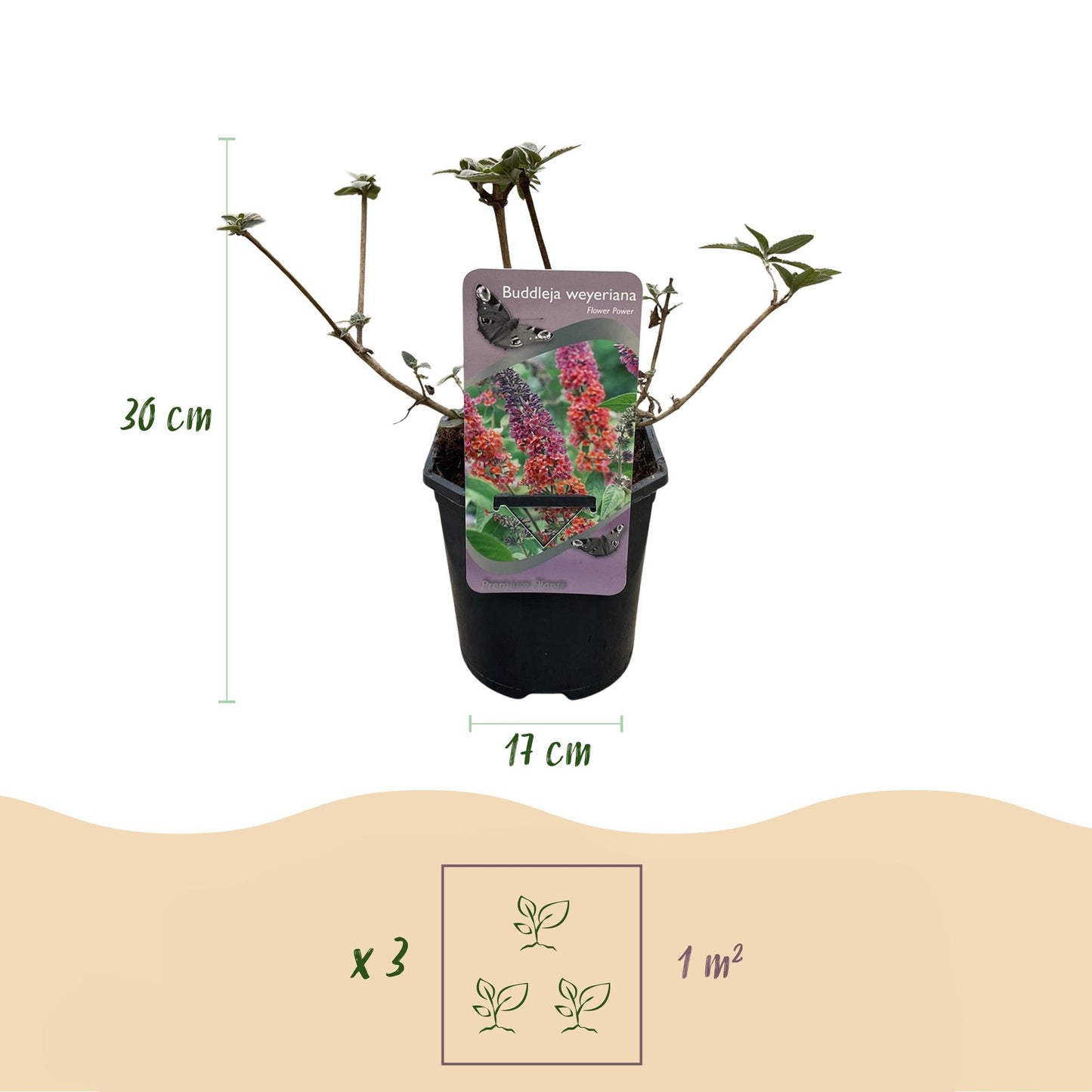 Green boutiQ - Vlinderstruik - Buddleja davidii Flower Power - Bloem Oranje Paars - 3 Planten - 1m2 - Bladverliezend - Vlinderlokkend - Pot 17cm Hoogte 30cm