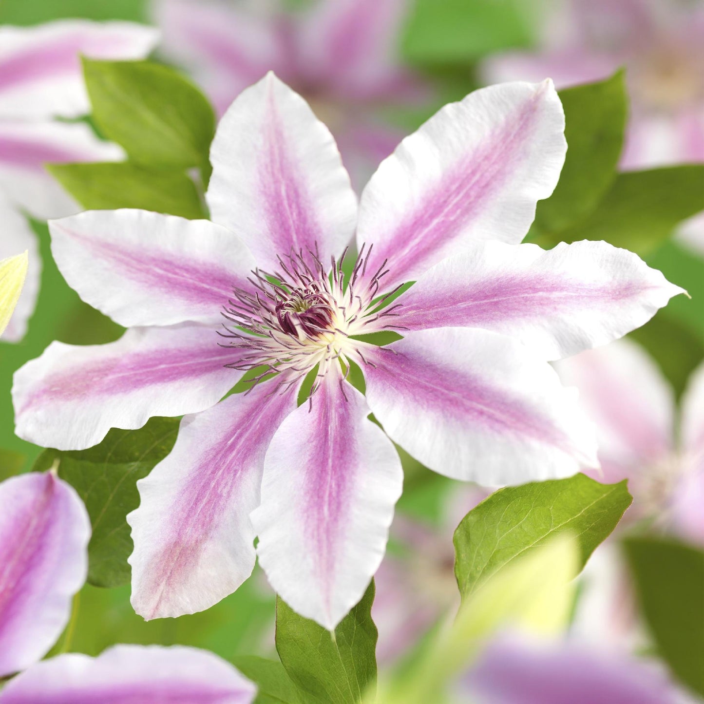 Green boutiQ - Klimplant - Clematis Nelly Moser - Bloem Roze - Weinig onderhoud -2 planten - Pot 11cm Hoogte 40cm