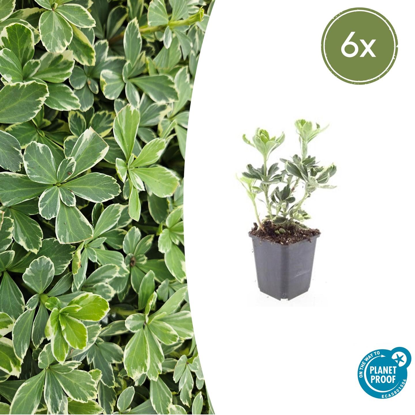 6x Pachysandra term. 'Variegata' - ↕10-25cm - Ø9cm